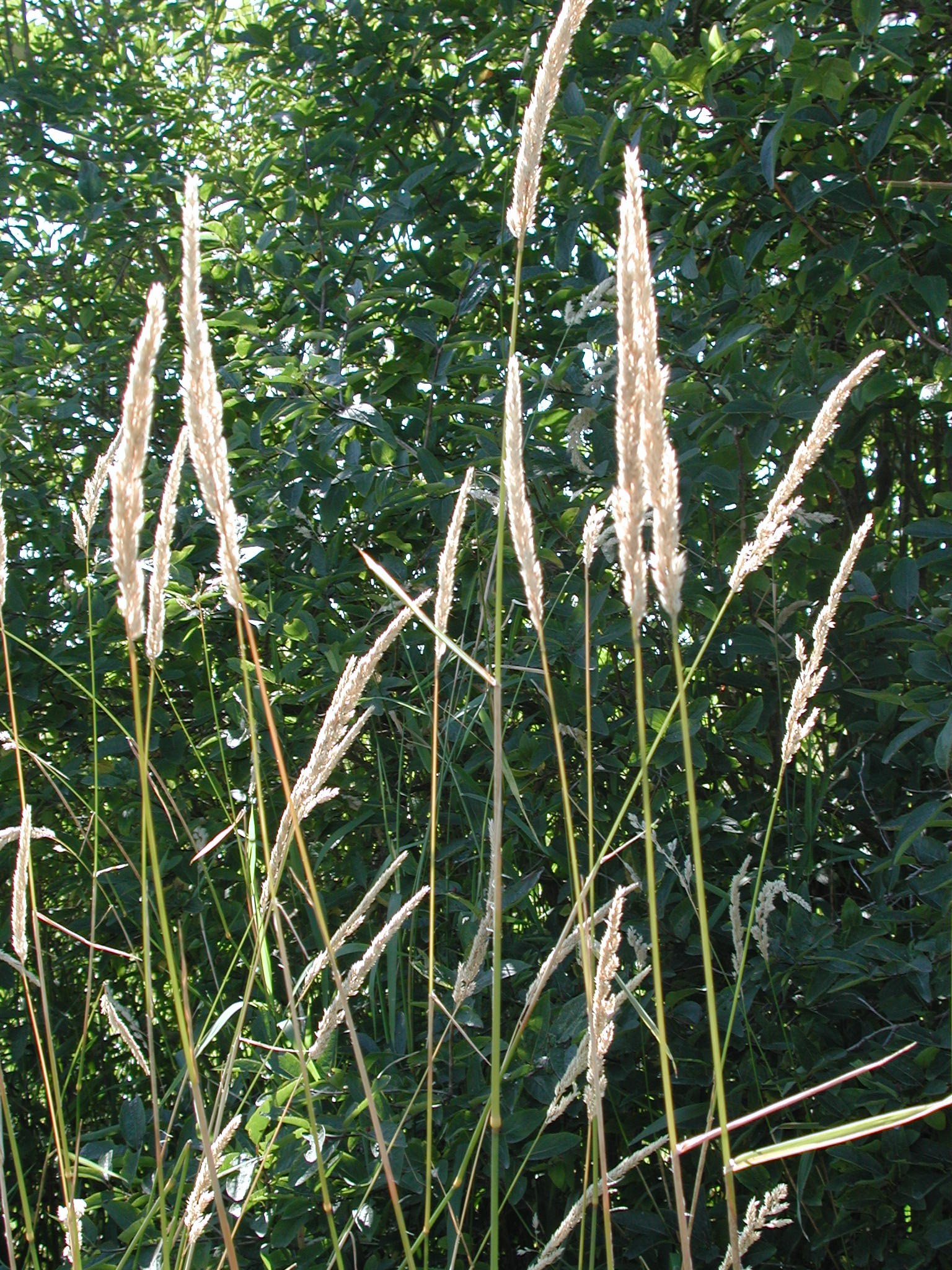 DSCN0028.JPG, 980333 bytes, 8/07/00