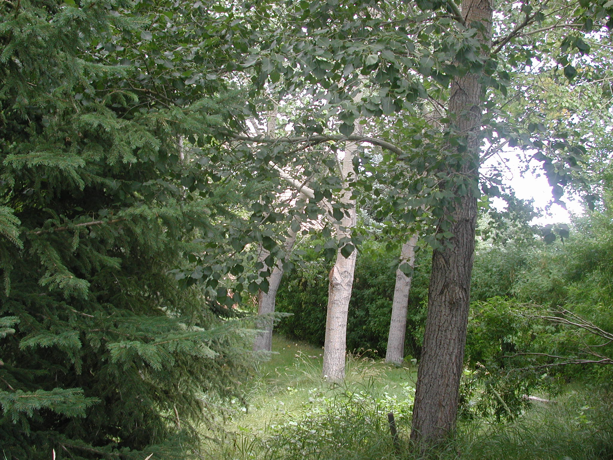 DSCN0527.JPG, 742479 bytes, 8/27/00