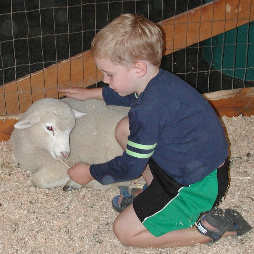 Tristan feeding lamb.JPG, 272529 bytes, 8/19/00