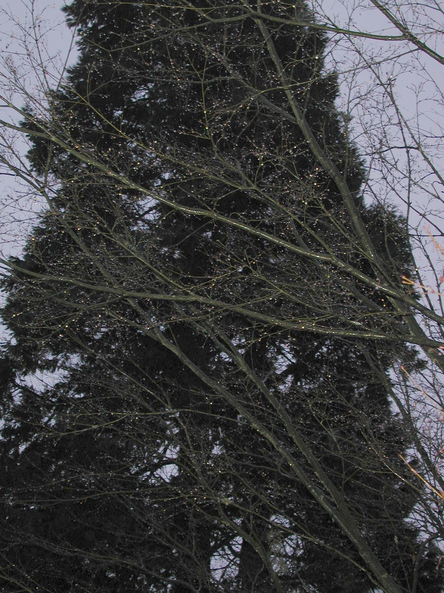 DSCN1381.JPG, 920441 bytes, 1/01/01