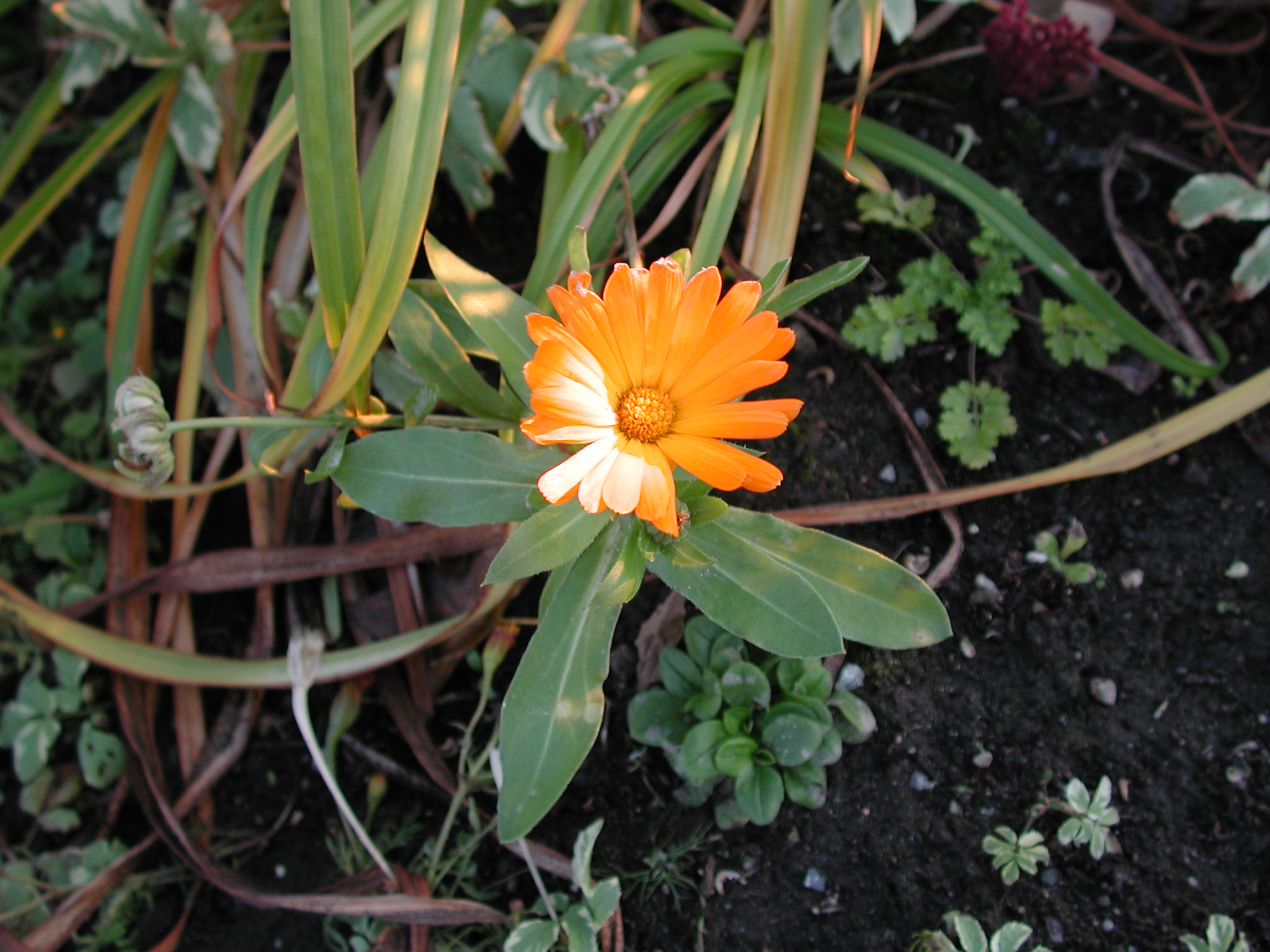 DSCN1026.JPG, 689780 bytes, 11/10/00