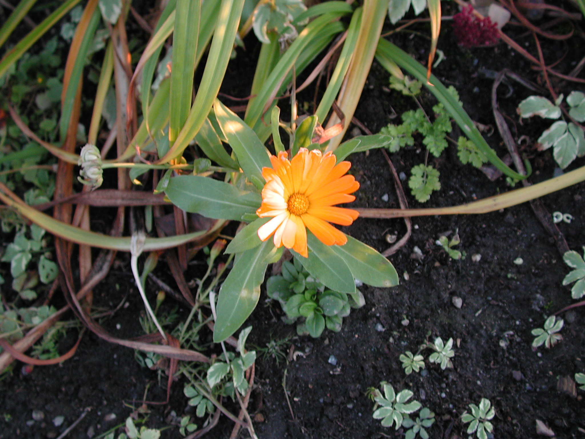 DSCN1027.JPG, 663167 bytes, 11/10/00