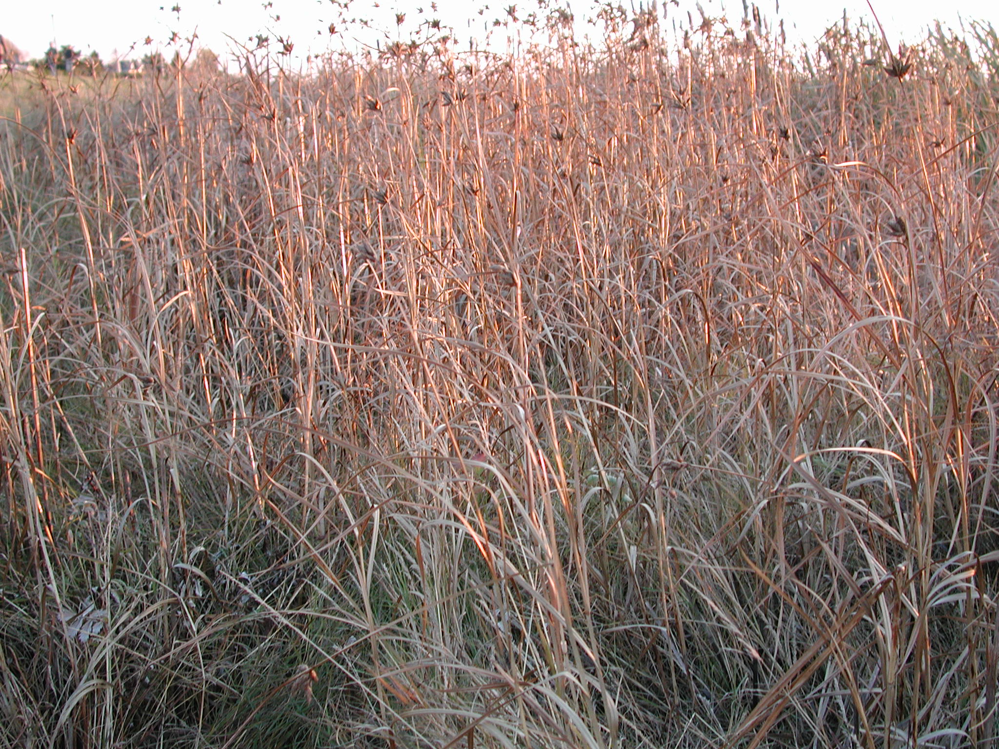 DSCN1030.JPG, 735669 bytes, 11/10/00