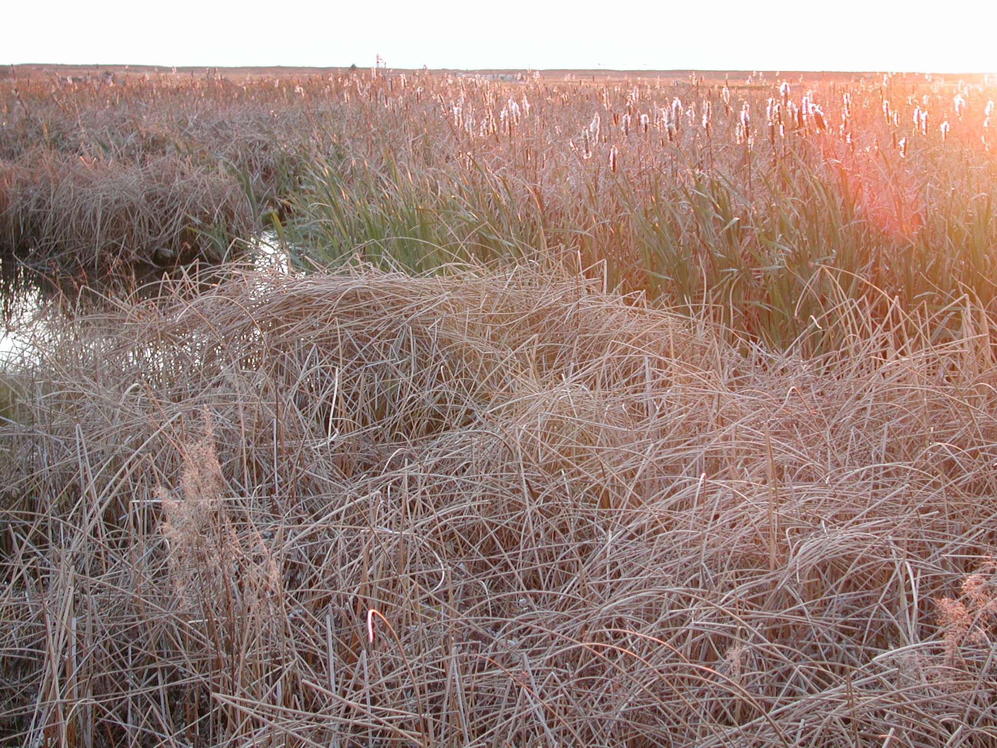 DSCN1033.JPG, 725937 bytes, 11/10/00