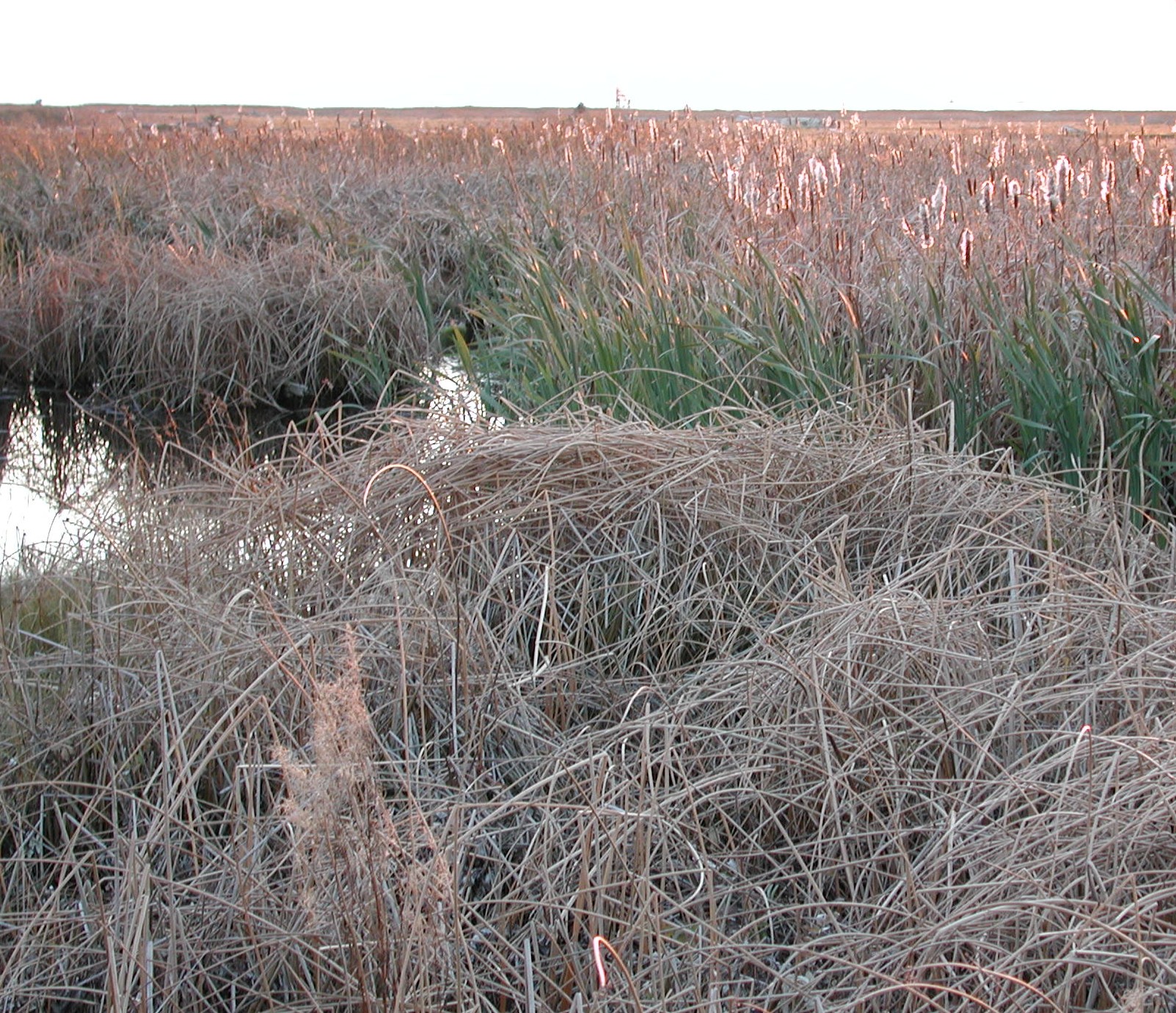 DSCN1034.JPG, 781795 bytes, 11/19/00