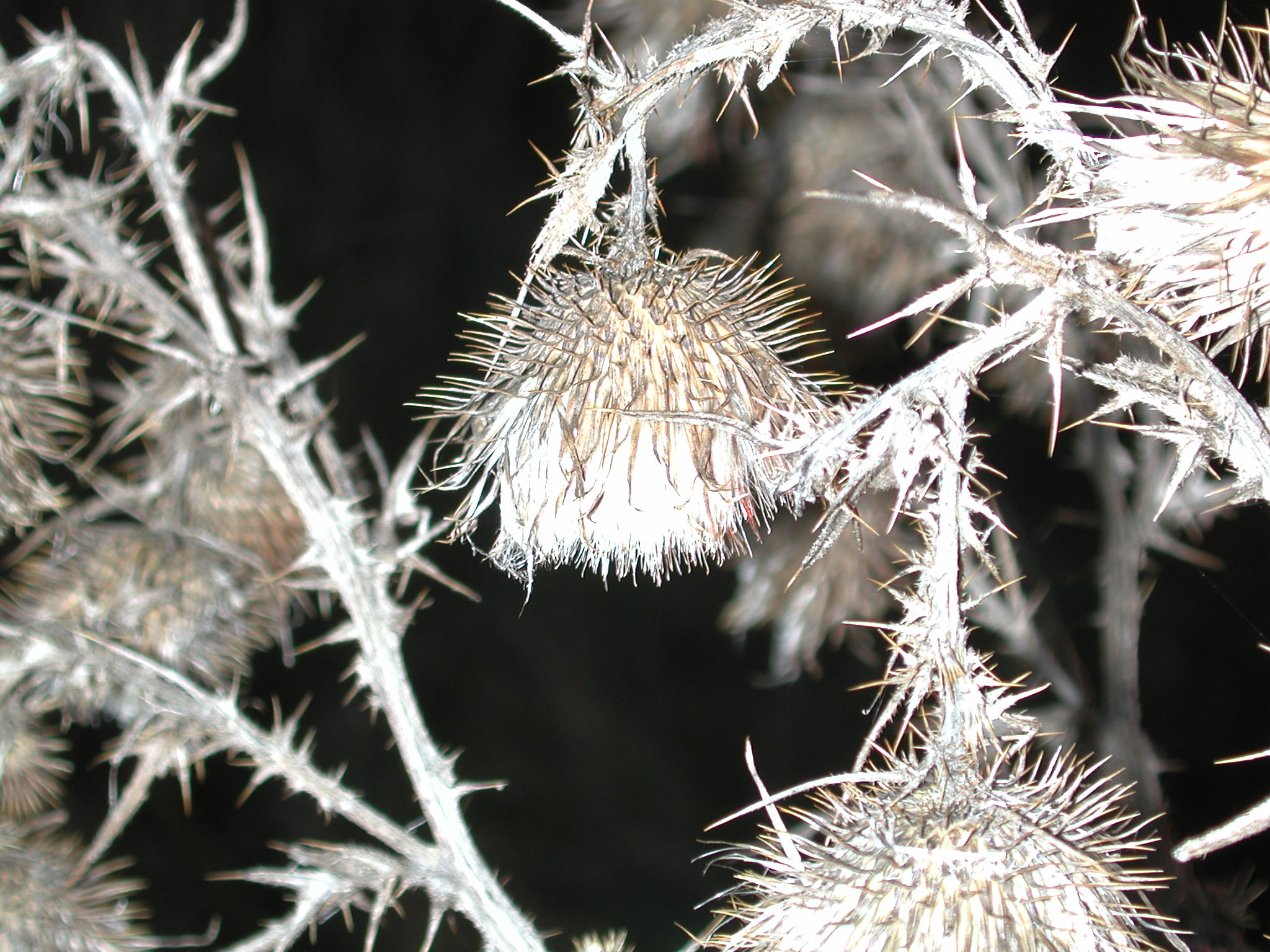 DSCN1039.JPG, 654775 bytes, 11/10/00