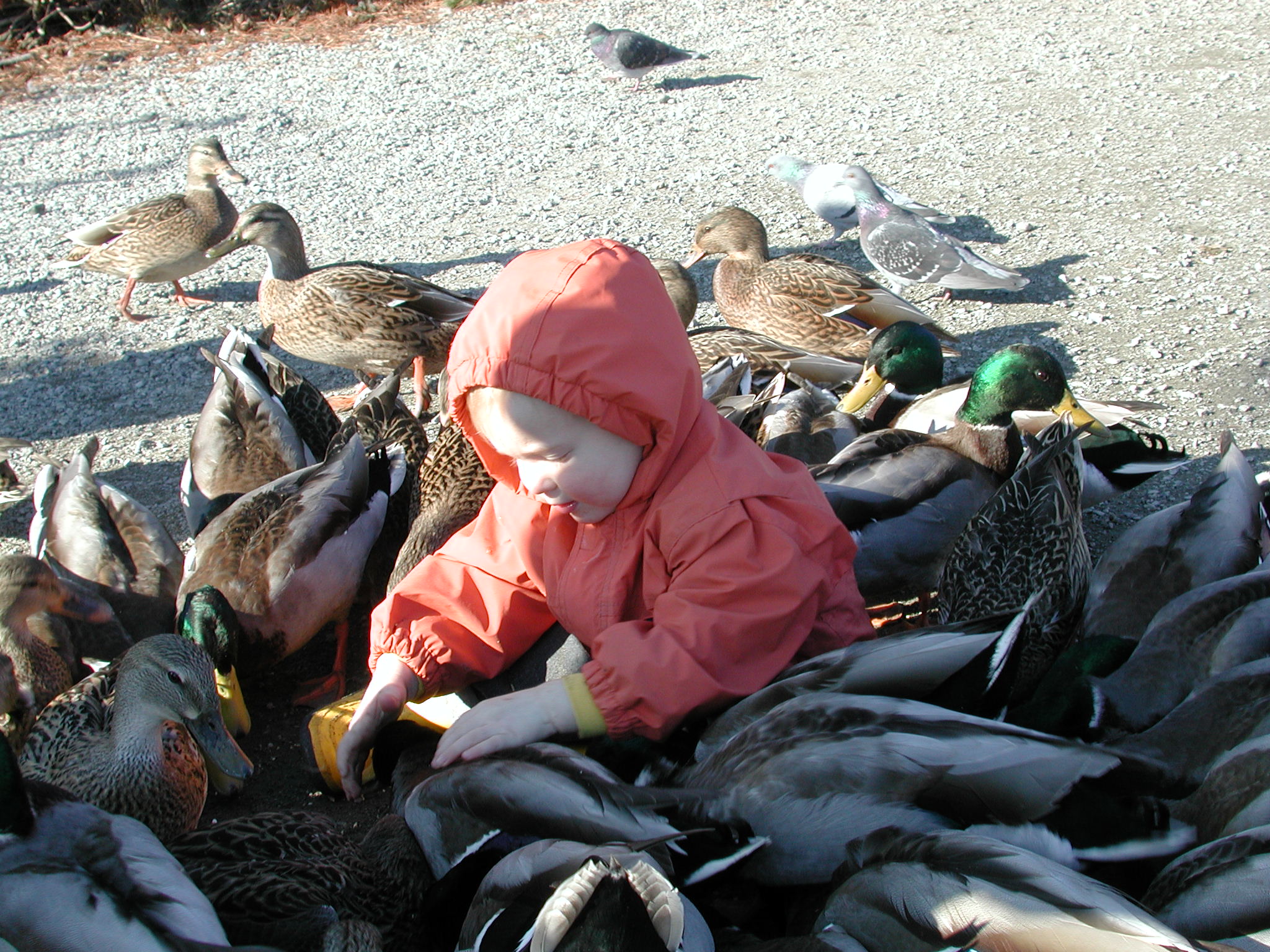 DSCN1070.JPG, 701540 bytes, 11/19/00