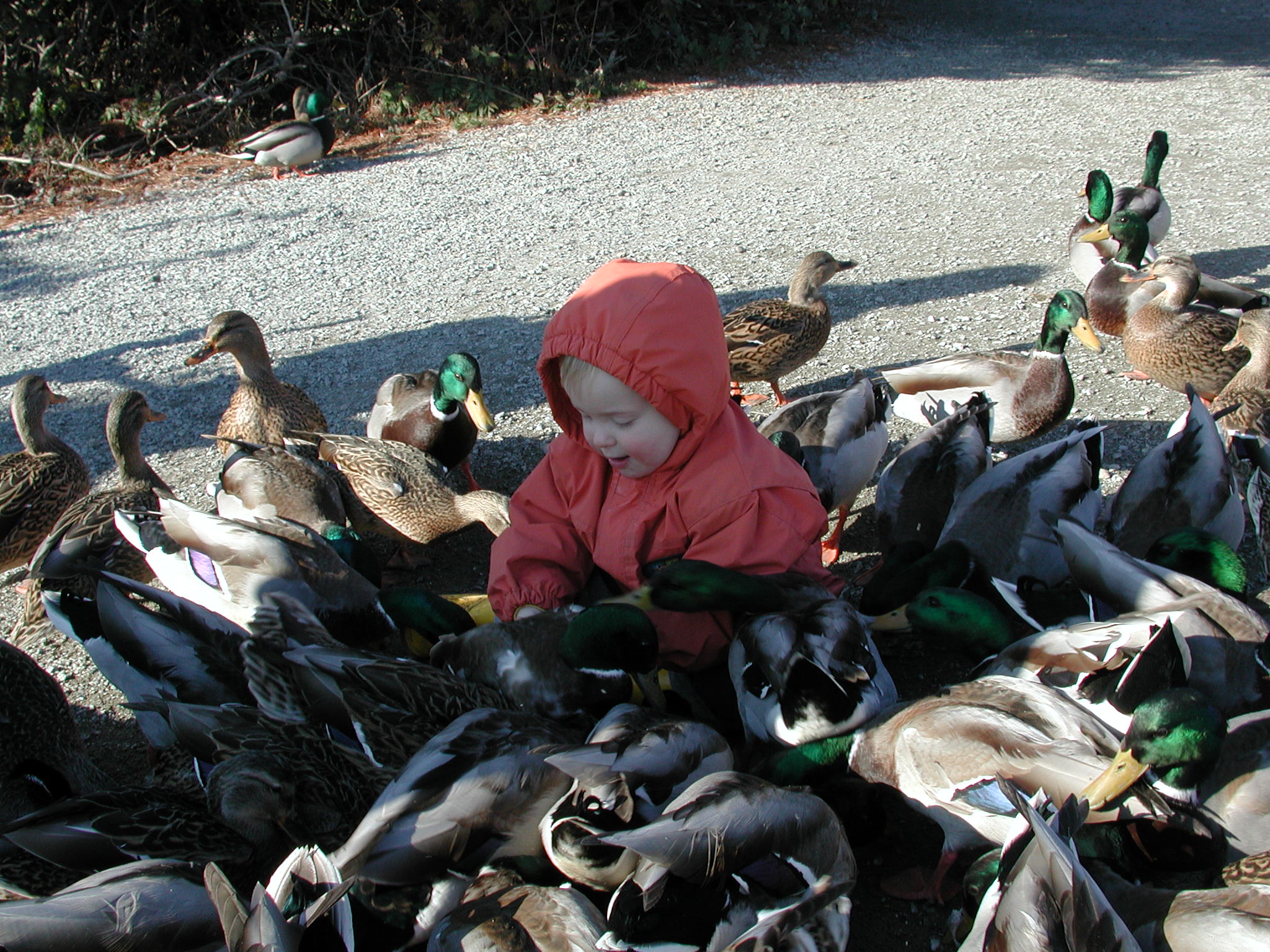 DSCN1071.JPG, 701292 bytes, 11/19/00