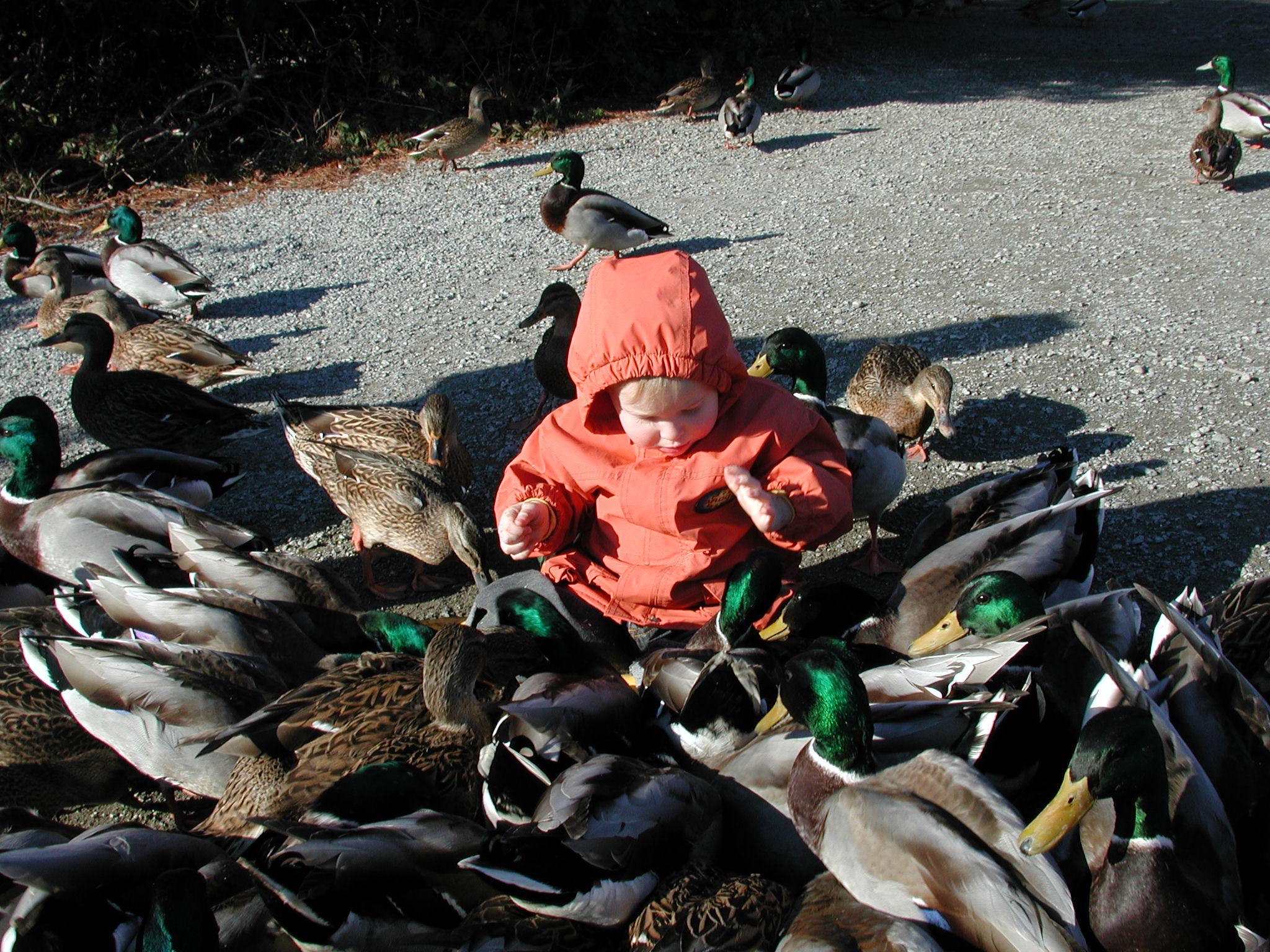 DSCN1072.JPG, 686378 bytes, 11/19/00