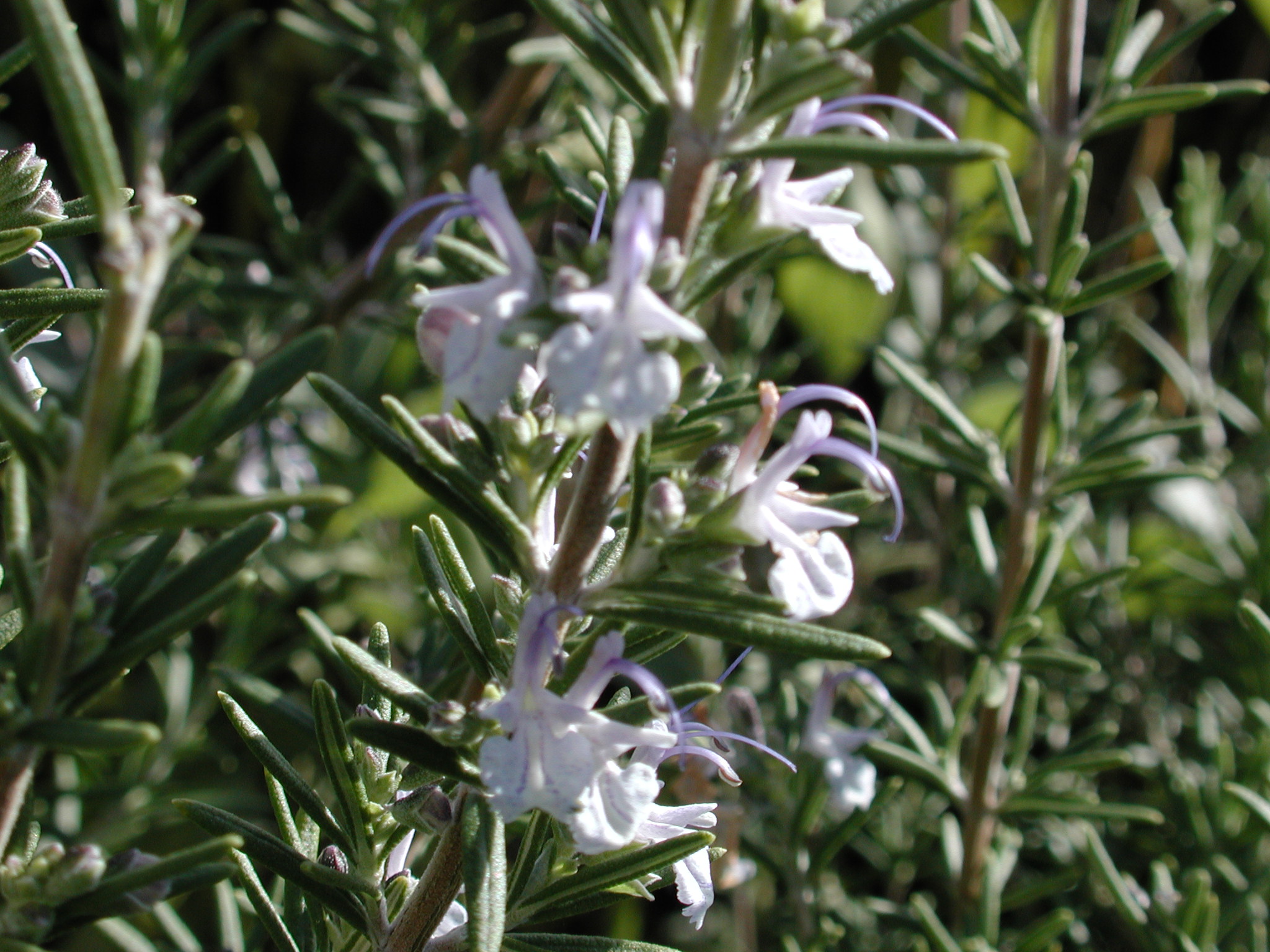 DSCN0999.JPG, 674404 bytes, 11/02/00