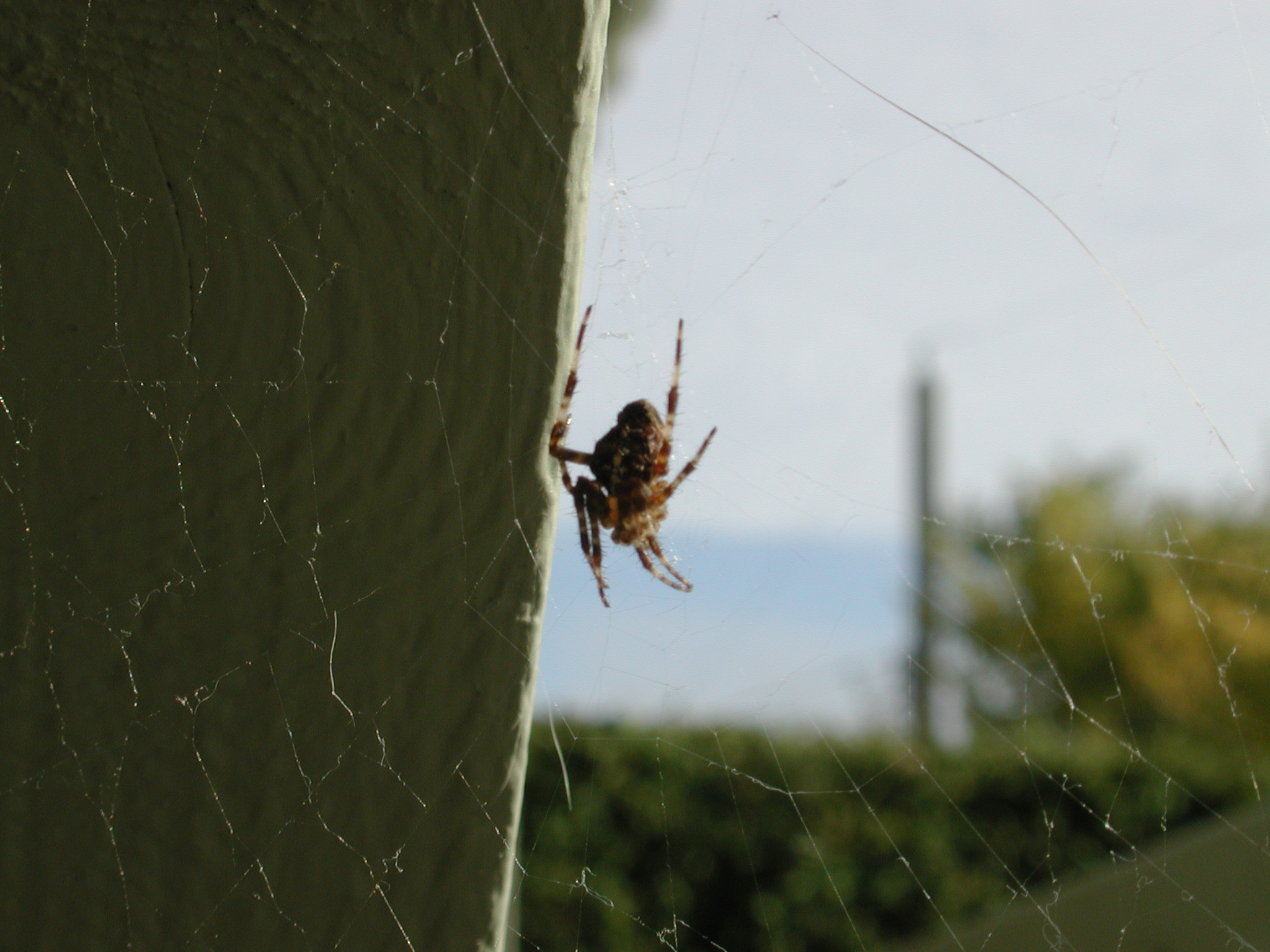 DSCN1000.JPG, 774796 bytes, 11/02/00