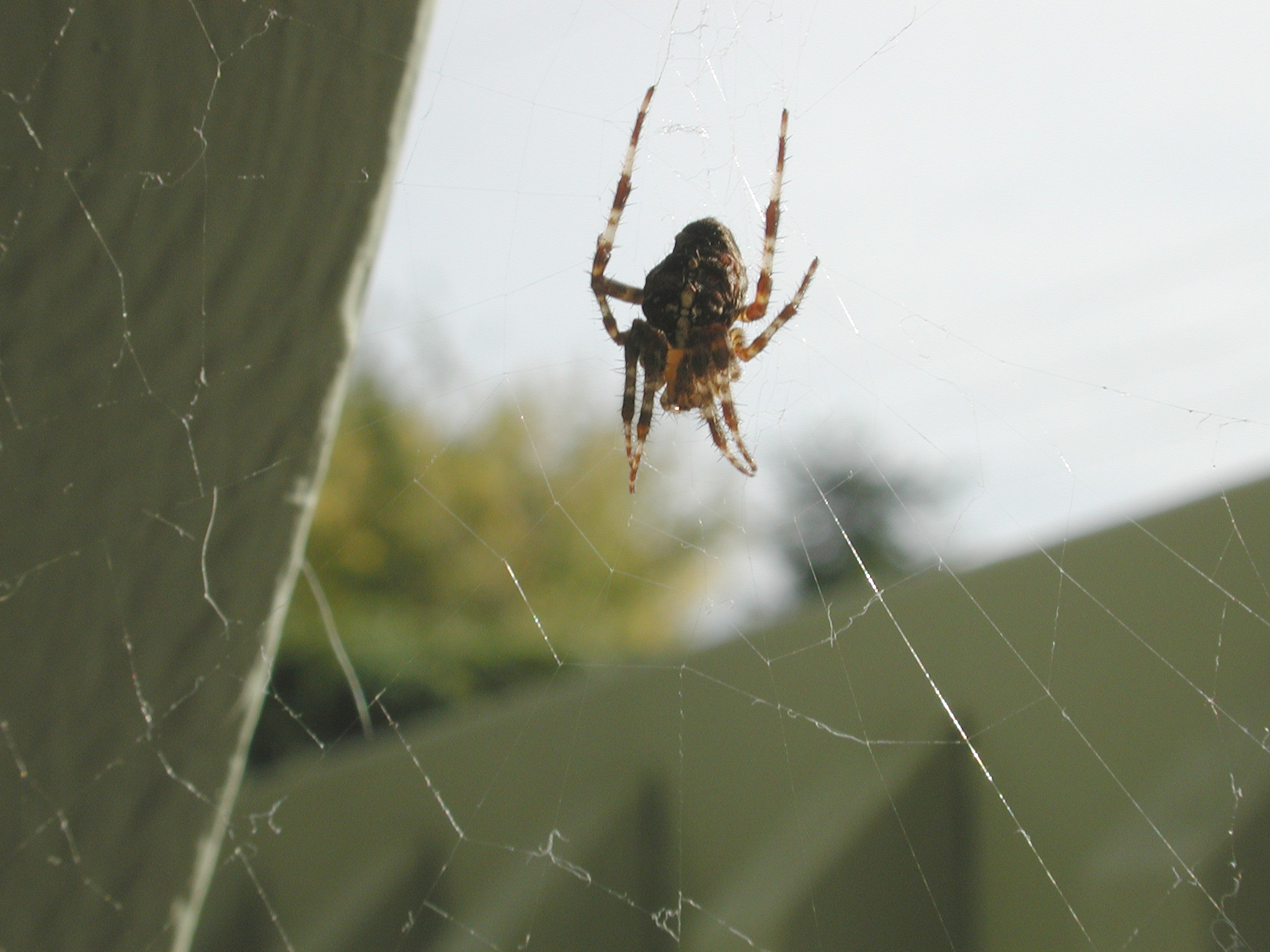 DSCN1002.JPG, 529380 bytes, 11/02/00