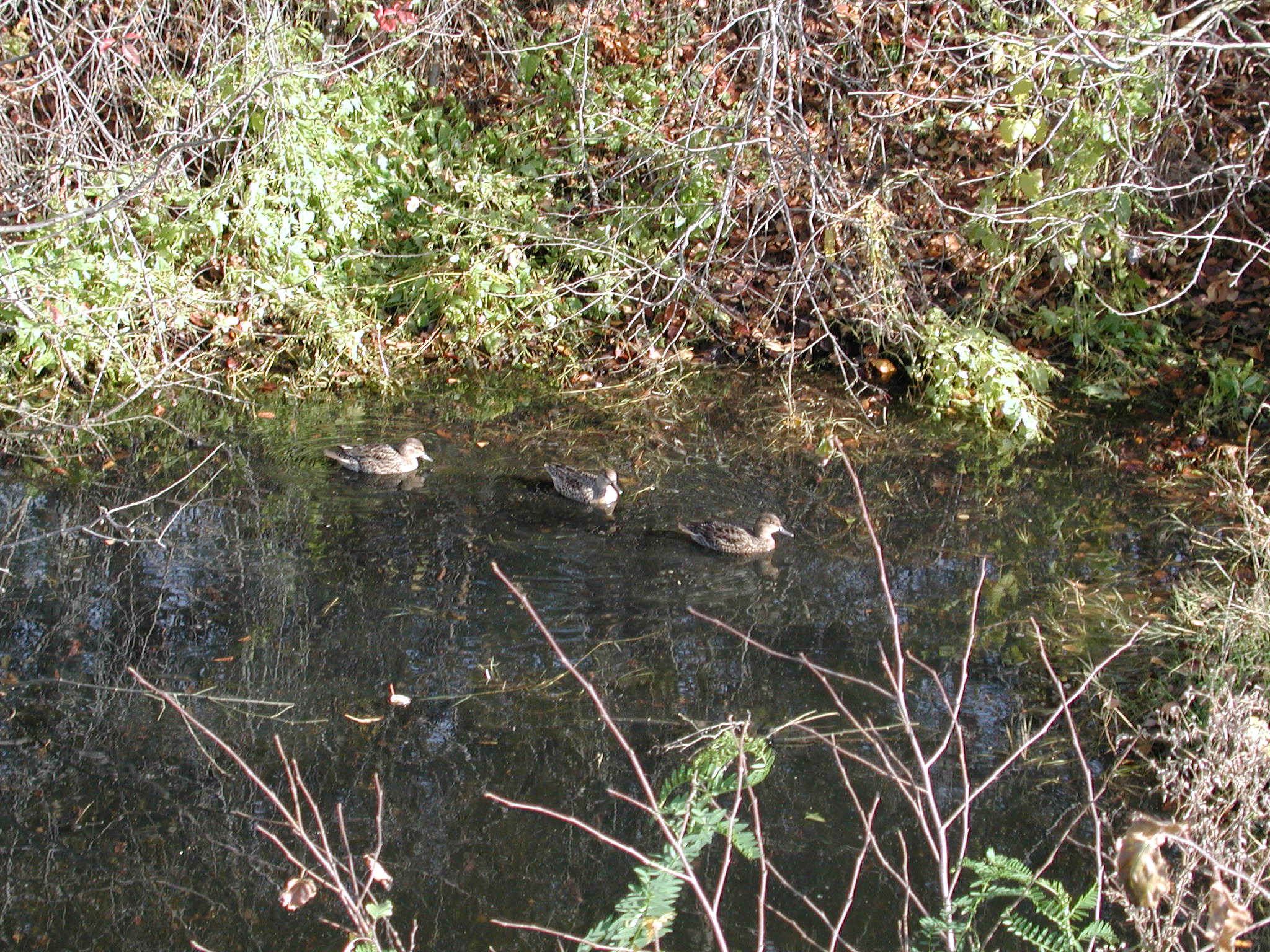 DSCN1003.JPG, 748781 bytes, 11/02/00