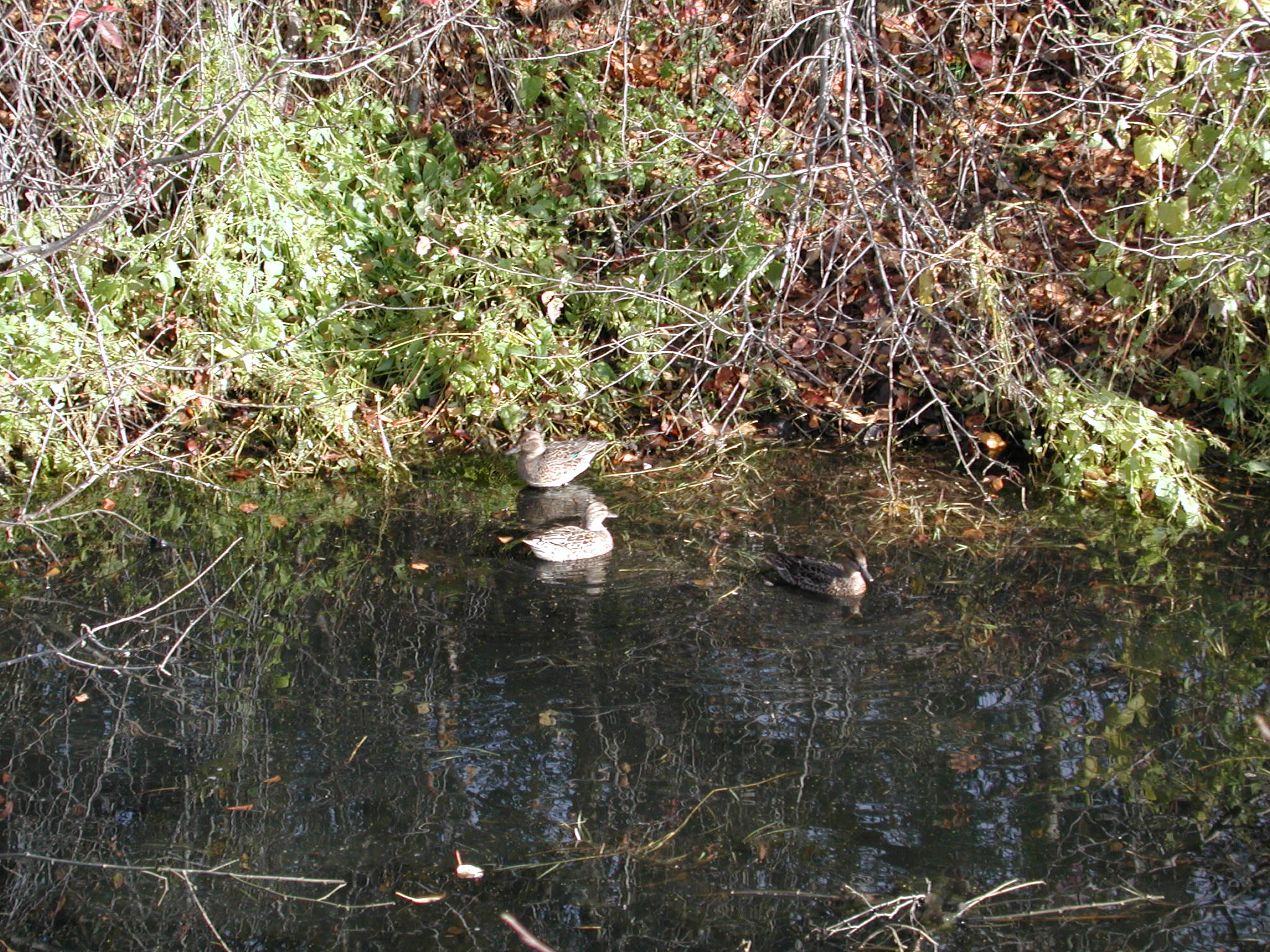 DSCN1004.JPG, 737396 bytes, 11/02/00