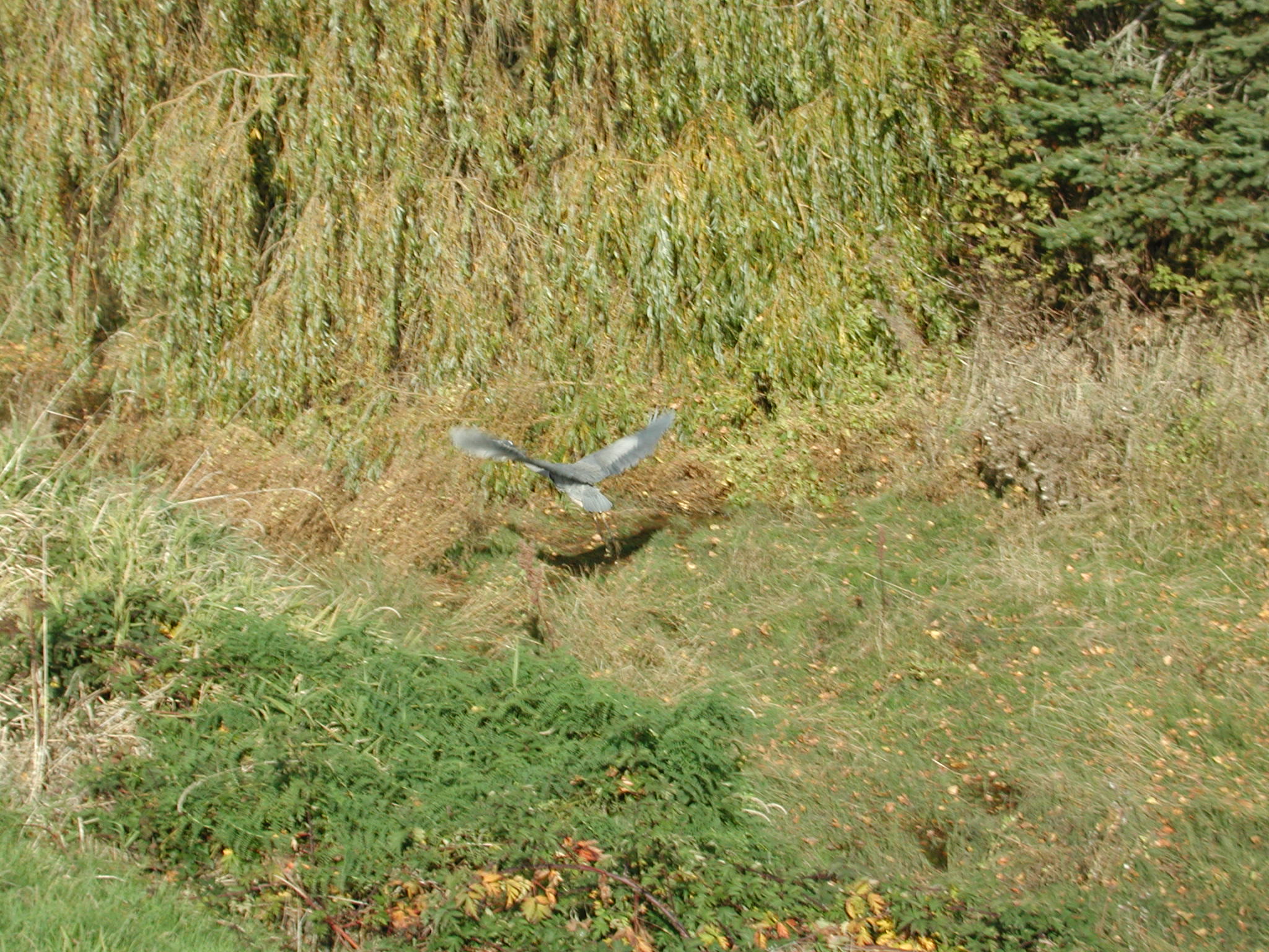 DSCN1005.JPG, 700443 bytes, 11/02/00