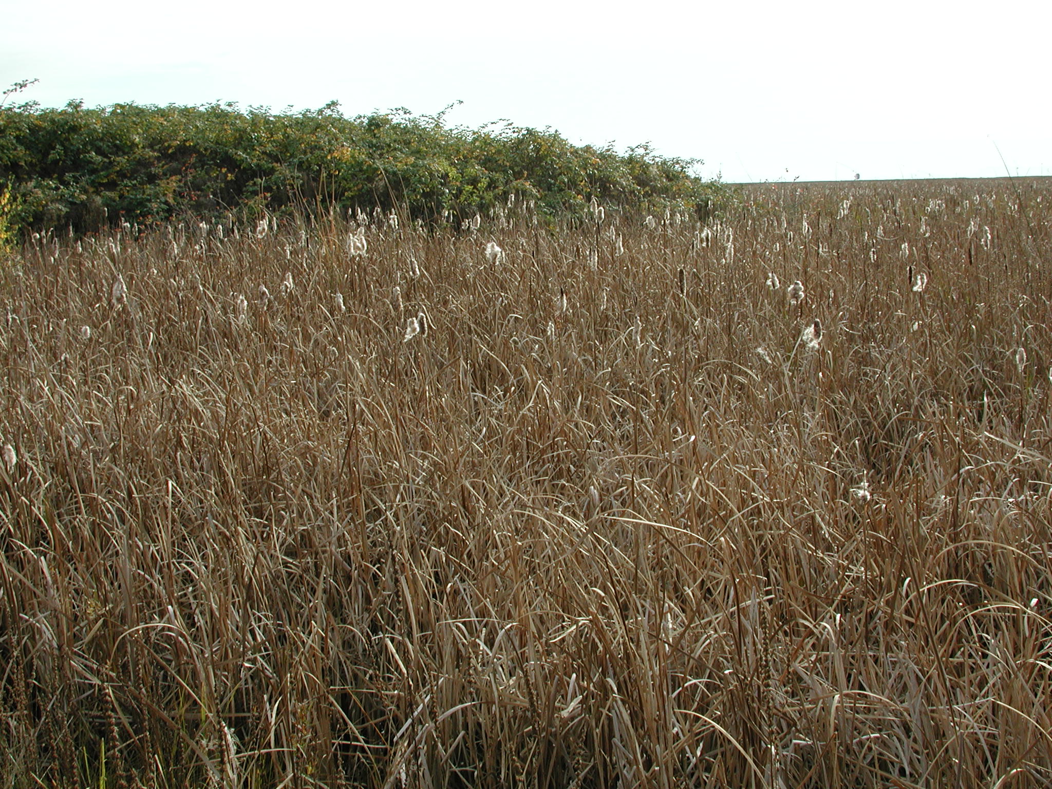 DSCN1009.JPG, 709500 bytes, 11/02/00