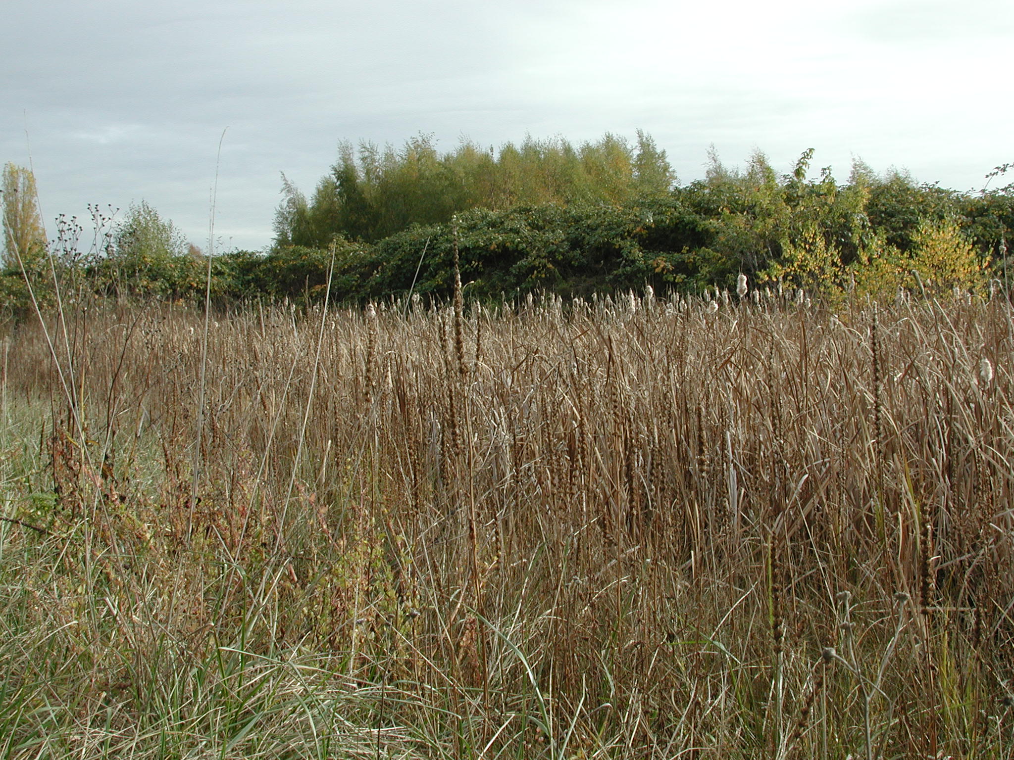 DSCN1010.JPG, 709337 bytes, 11/02/00