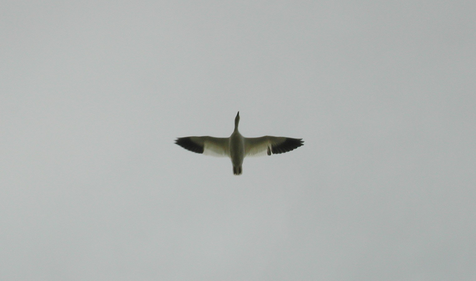 DSCN1014.JPG, 145814 bytes, 11/02/00