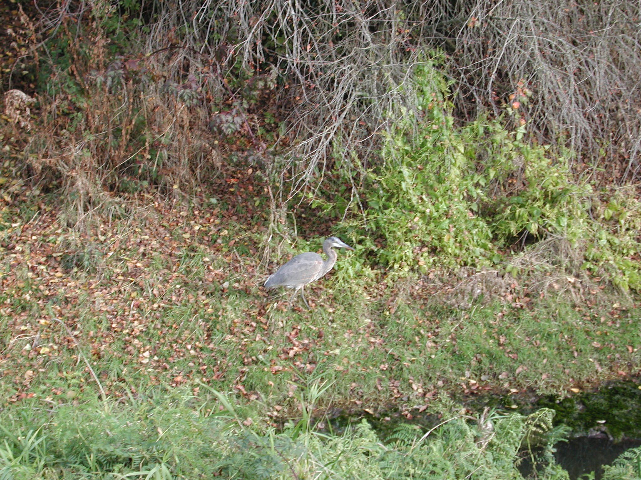 DSCN1015.JPG, 724698 bytes, 11/02/00