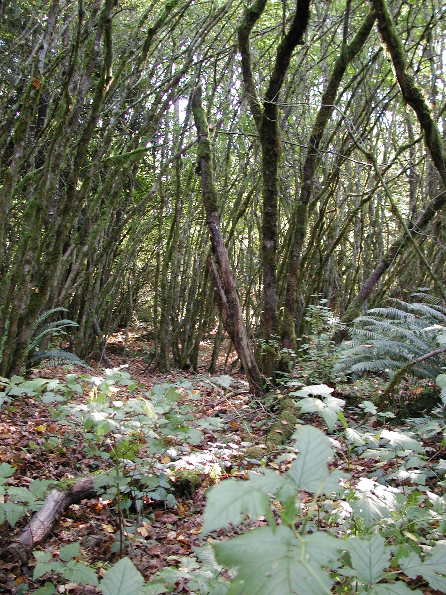 DSCN0925.JPG, 1082421 bytes, 10/27/00