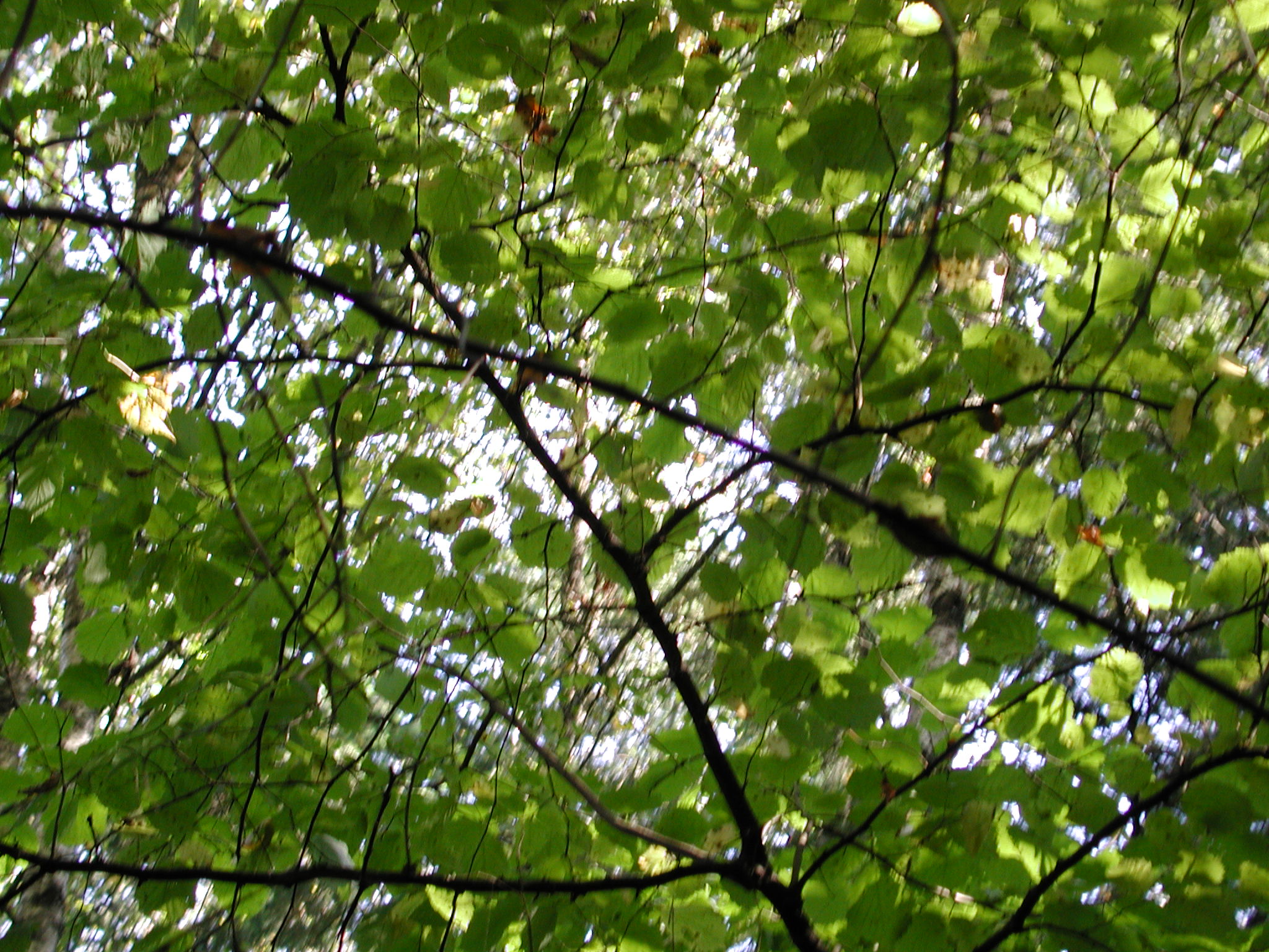 DSCN0927.JPG, 718912 bytes, 10/07/00