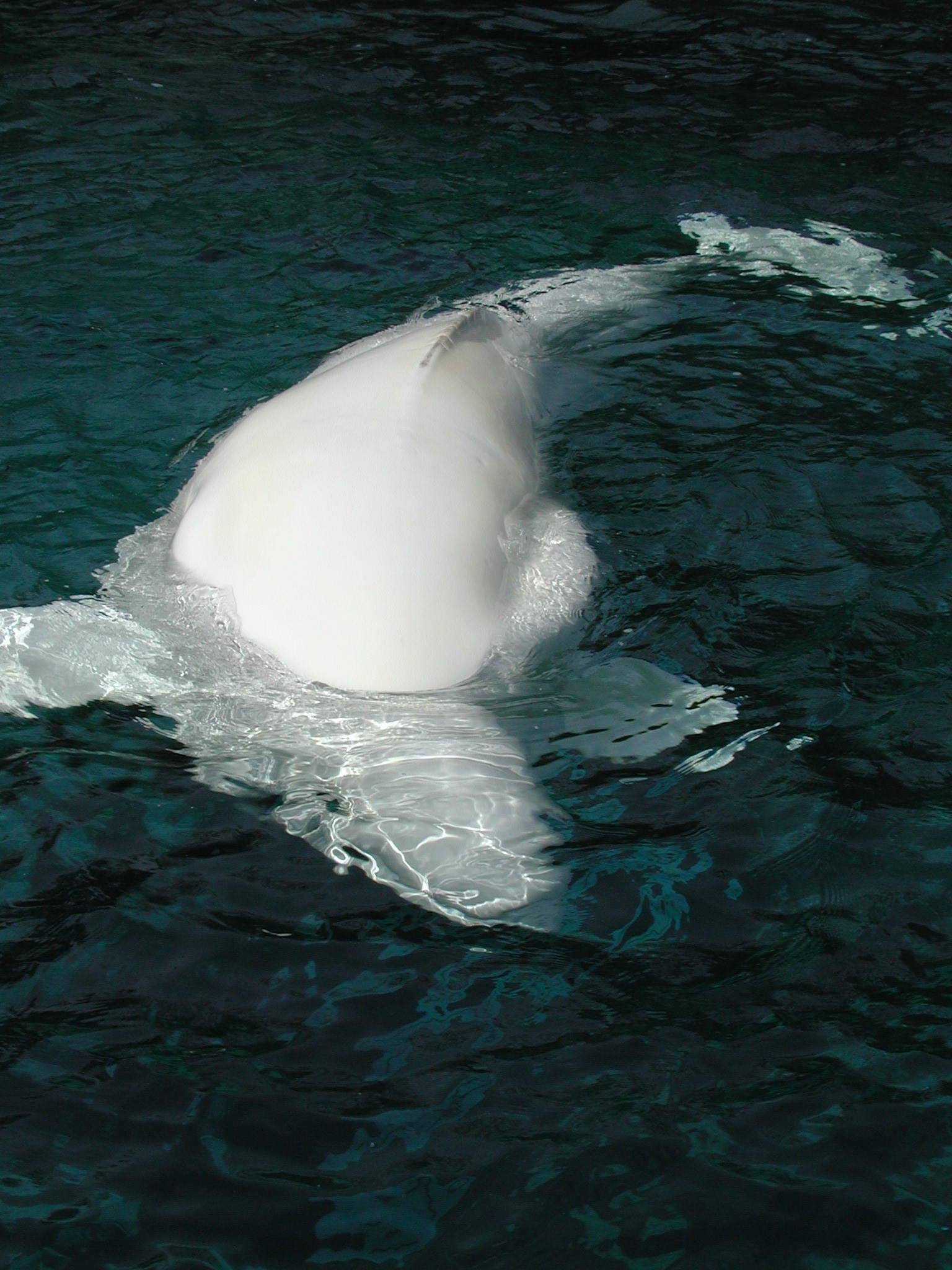 DSCN1632.JPG, 609208 bytes, 4/14/01