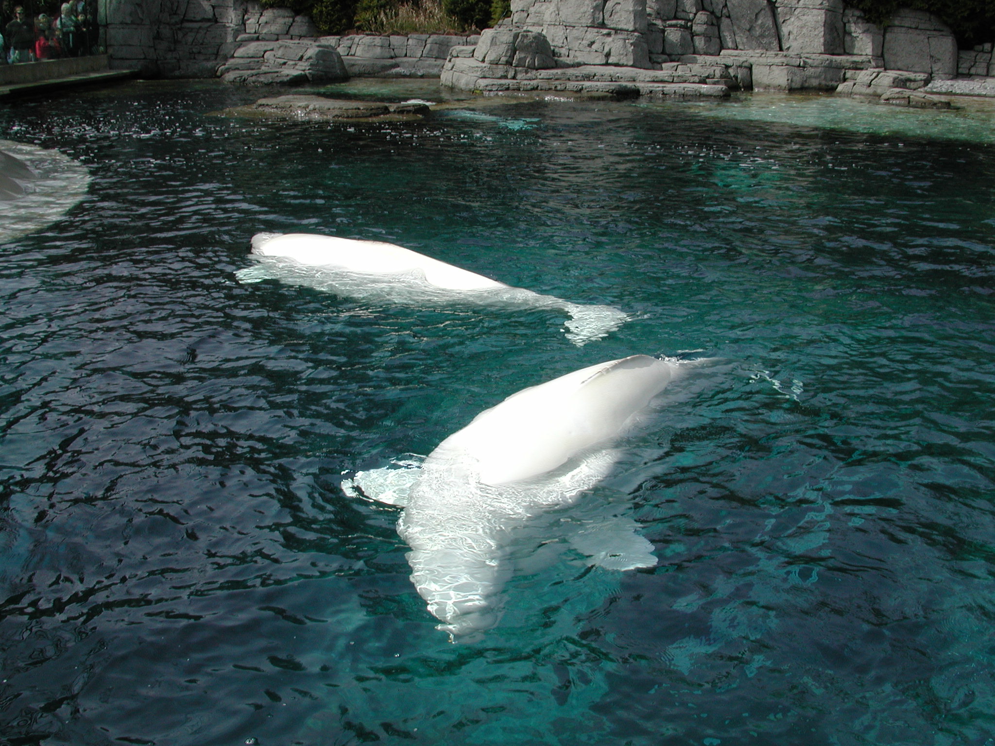 DSCN1633.JPG, 684615 bytes, 4/14/01