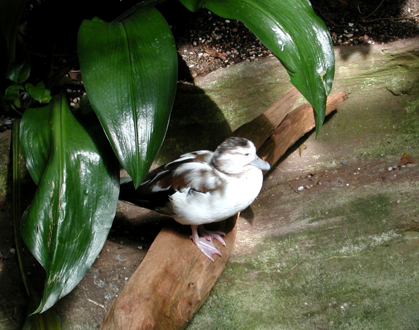 DSCN1636.JPG, 400448 bytes, 4/15/01