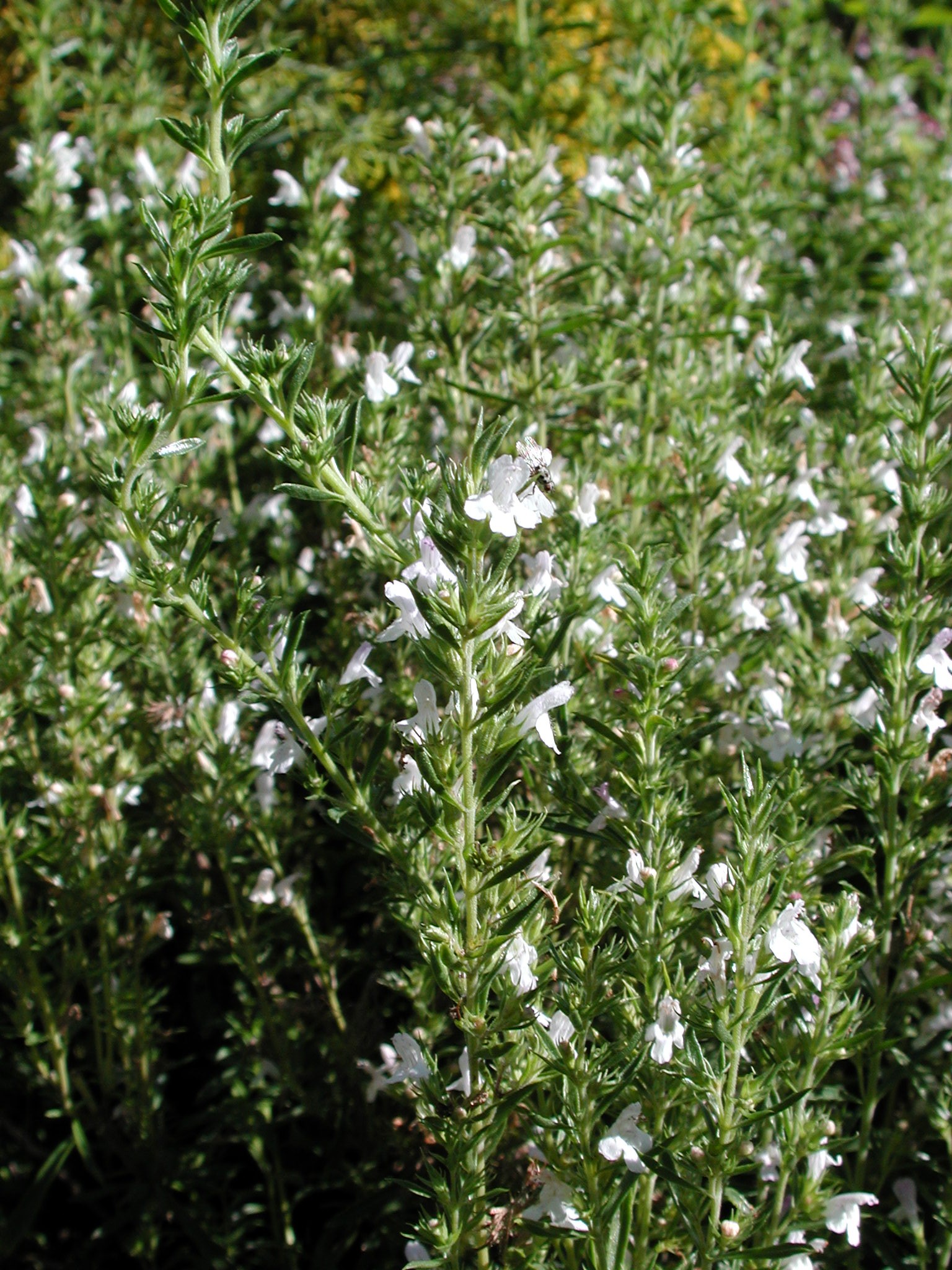 DSCN2169.JPG, 775041 bytes, 8/29/01