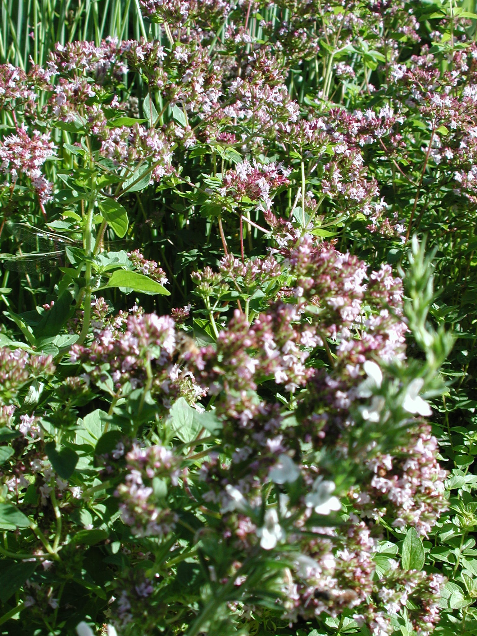 DSCN2170.JPG, 938432 bytes, 8/29/01