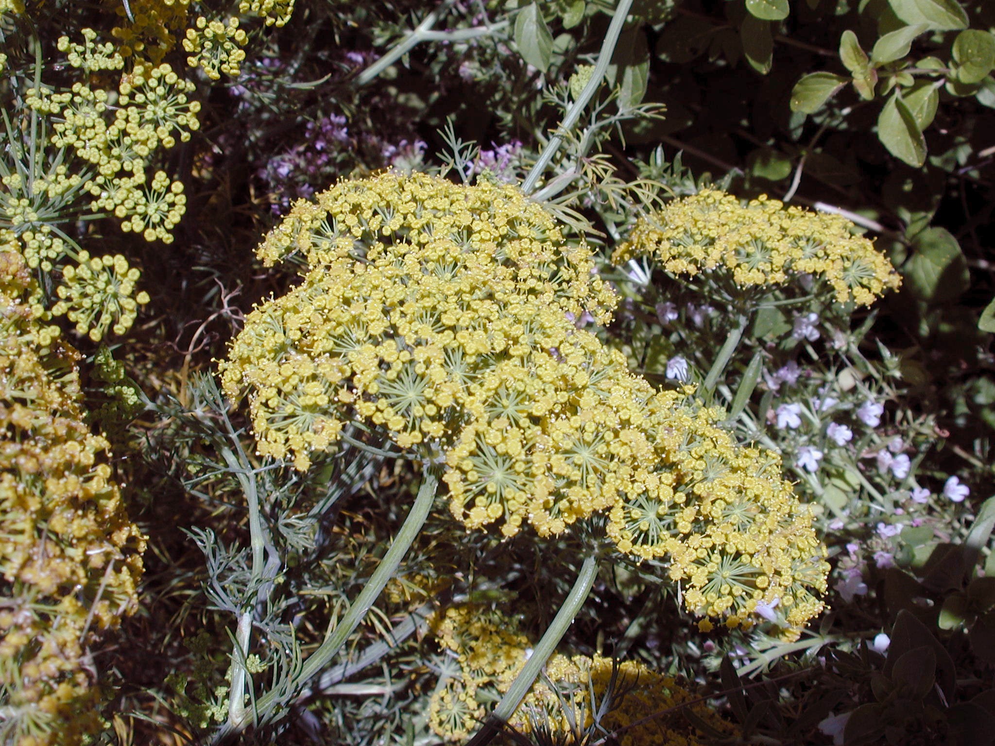 DSCN2173.JPG, 854132 bytes, 9/03/01