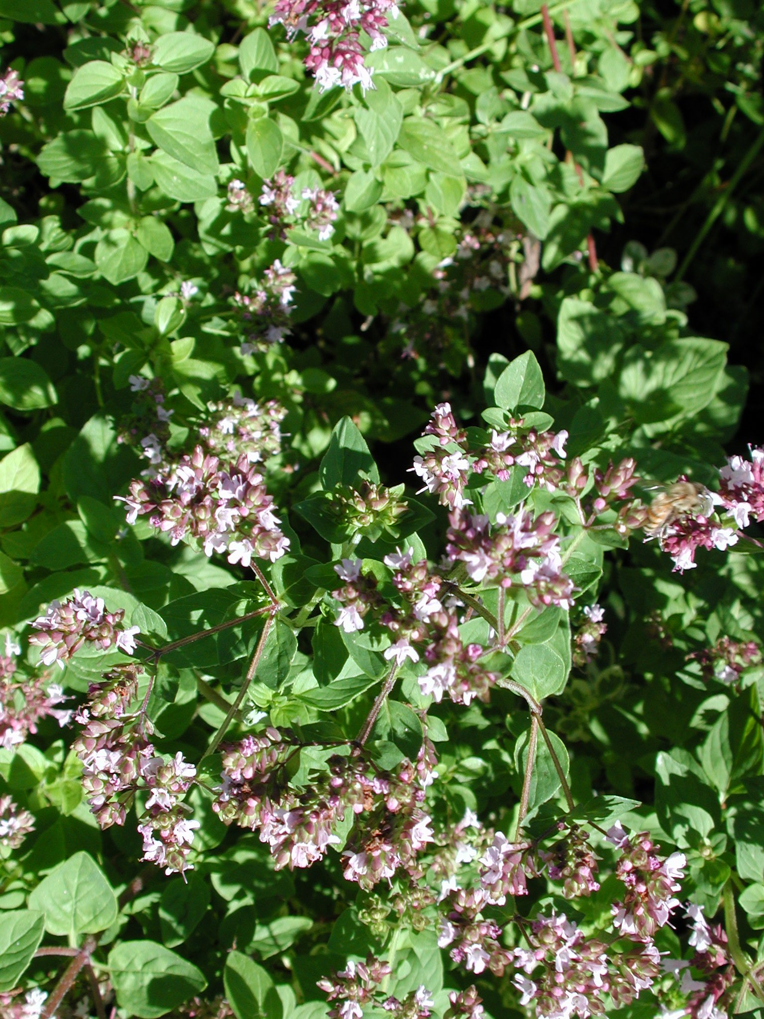 DSCN2174.JPG, 801765 bytes, 8/29/01