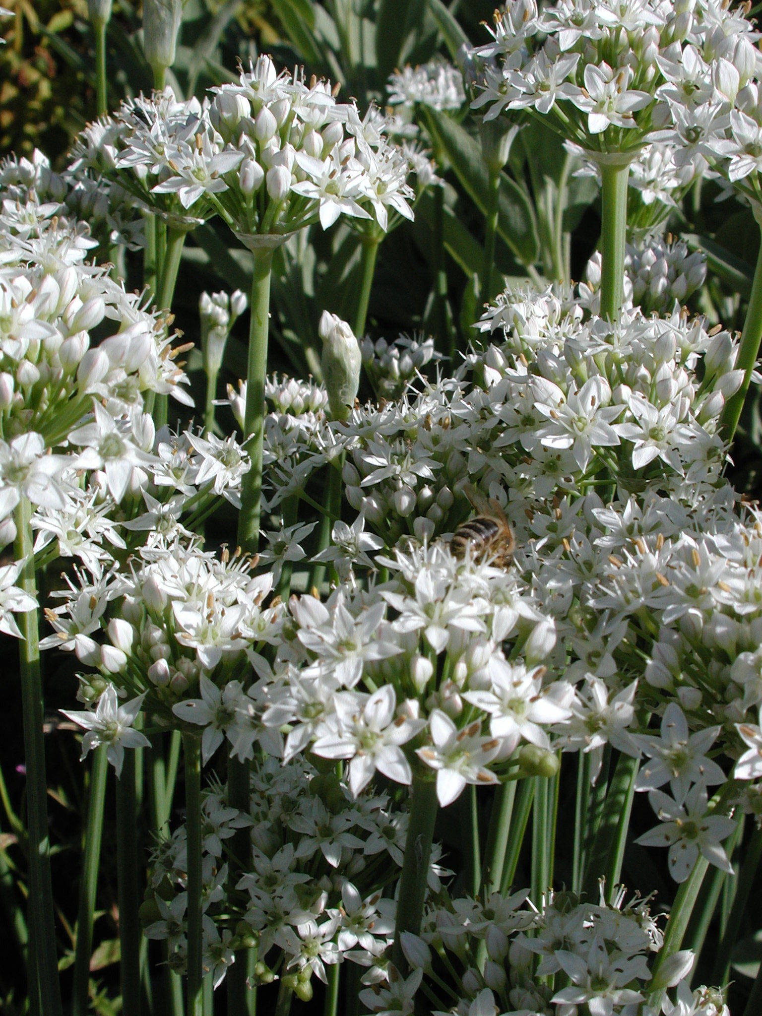 DSCN2175.JPG, 752764 bytes, 8/29/01