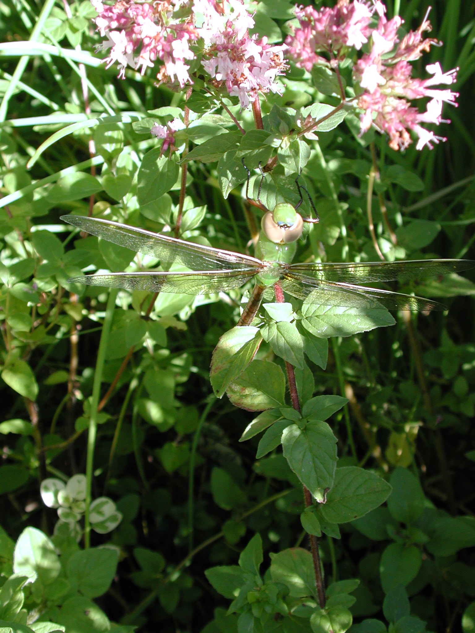 DSCN2177.JPG, 678963 bytes, 8/28/01