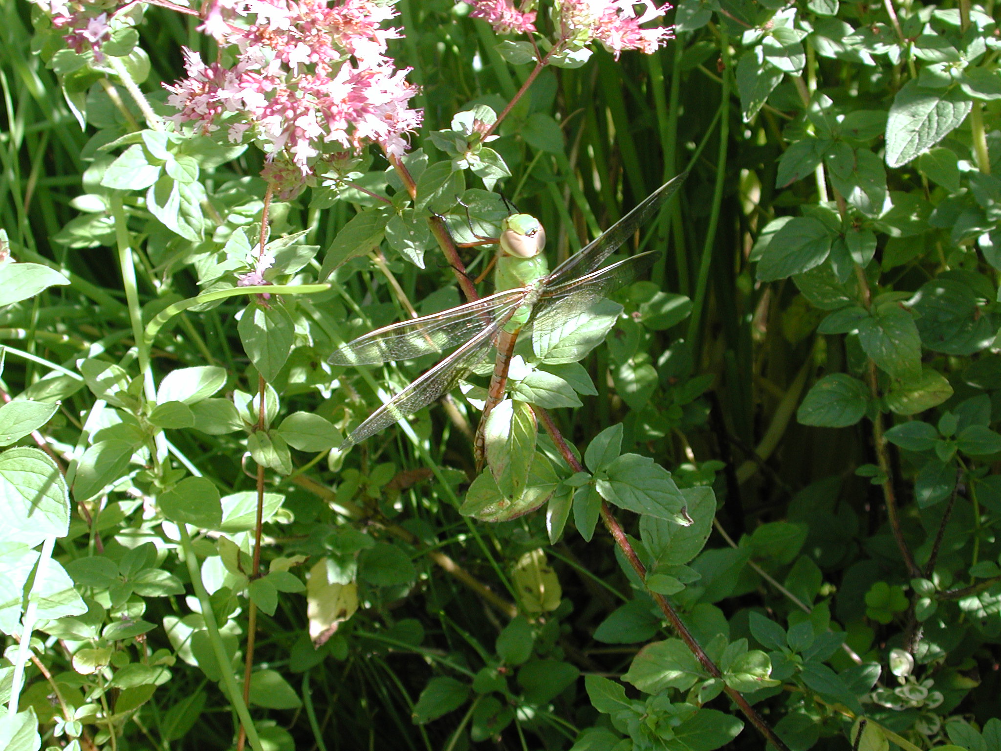 DSCN2178.JPG, 697914 bytes, 8/26/01