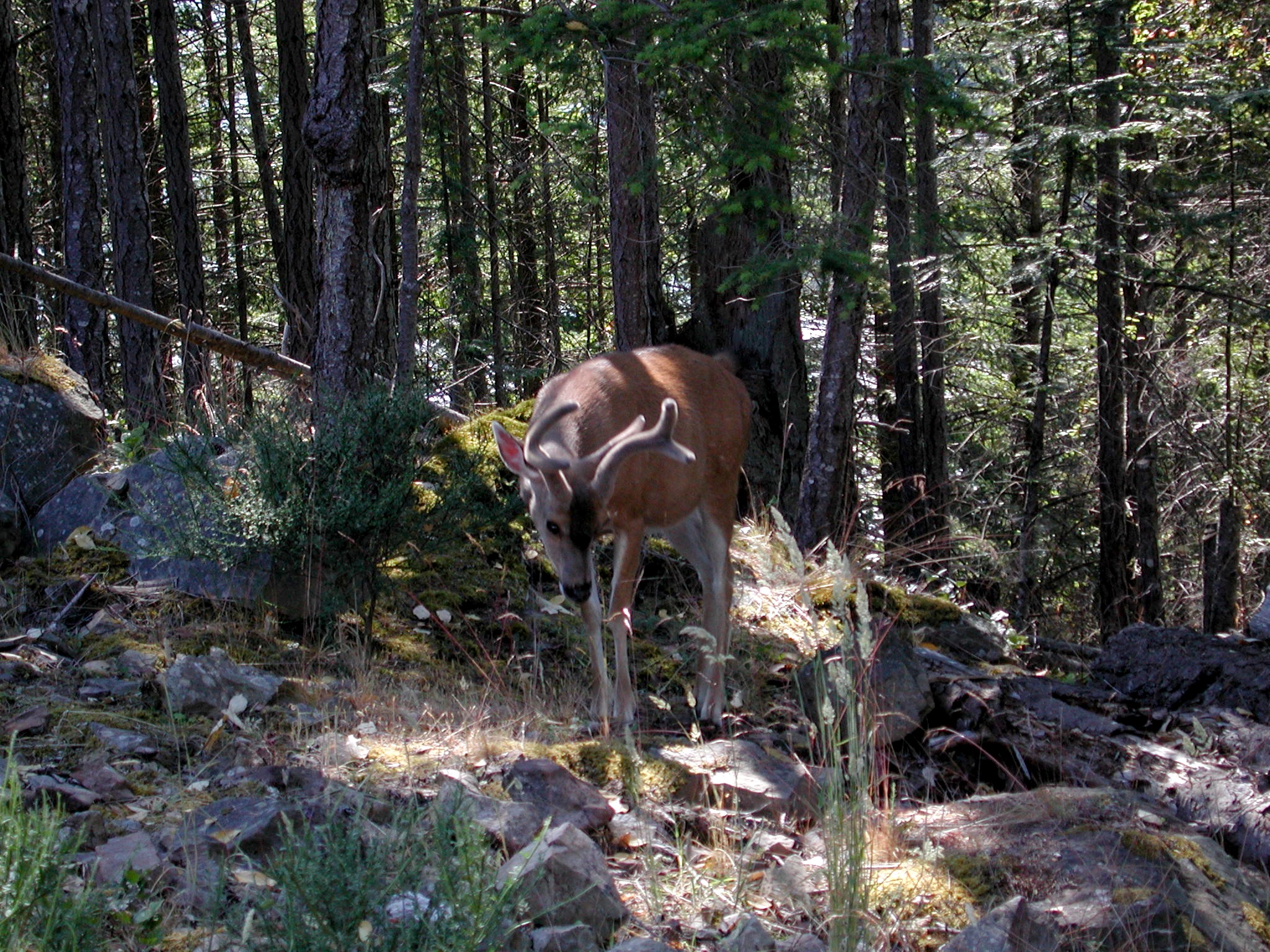 DSCN1906.JPG, 1006353 bytes, 7/28/01