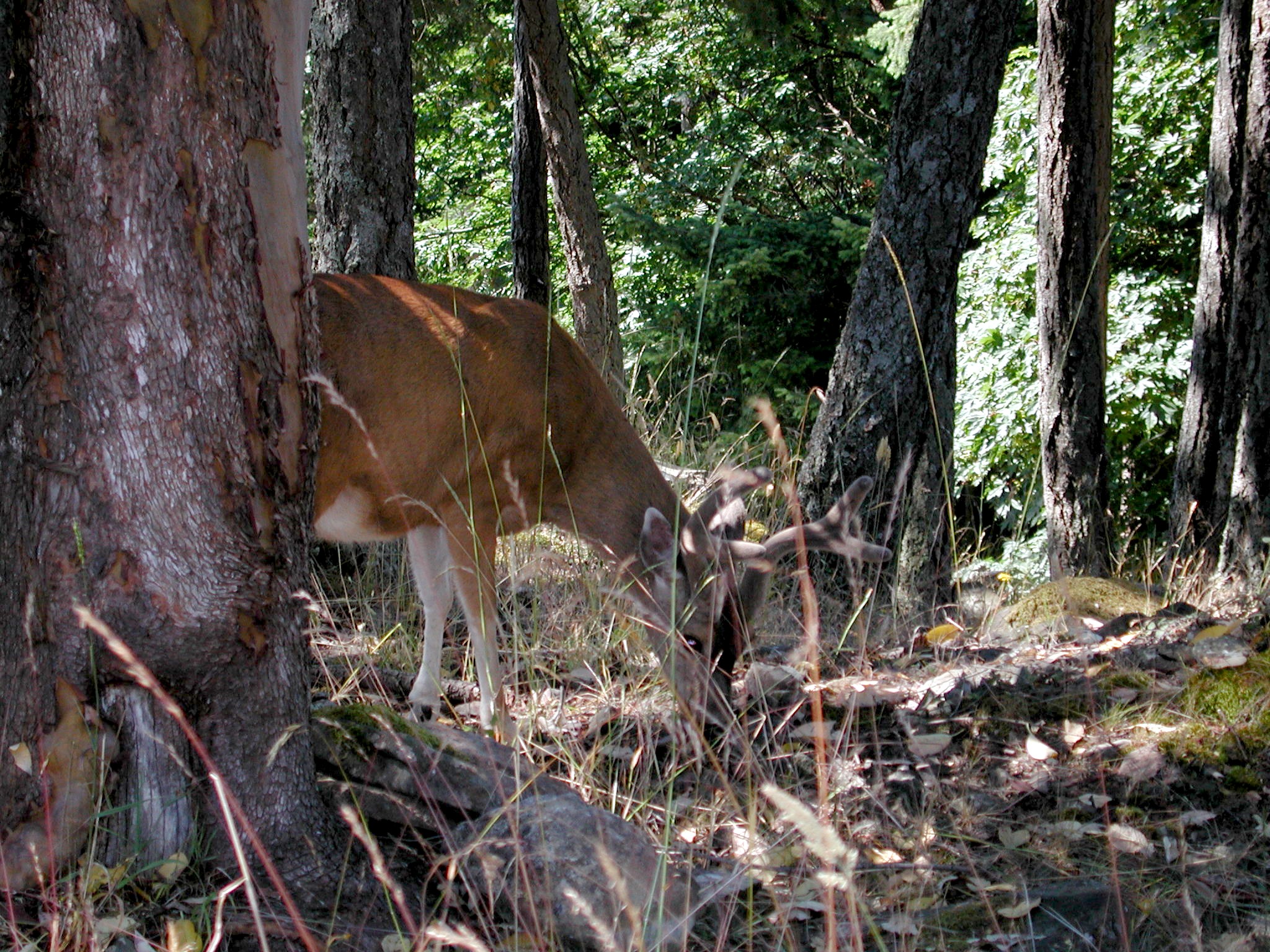 DSCN1910.JPG, 990179 bytes, 7/28/01