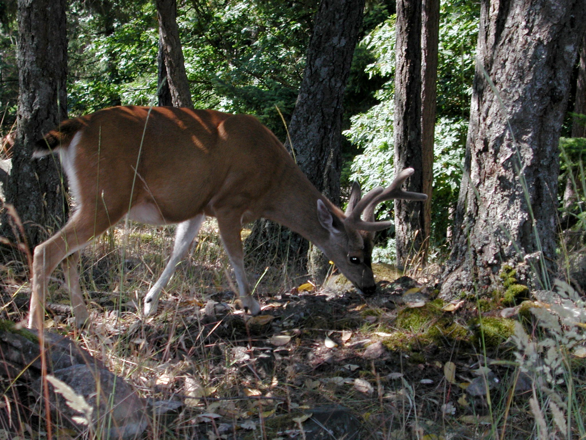 DSCN1911.JPG, 872854 bytes, 7/28/01