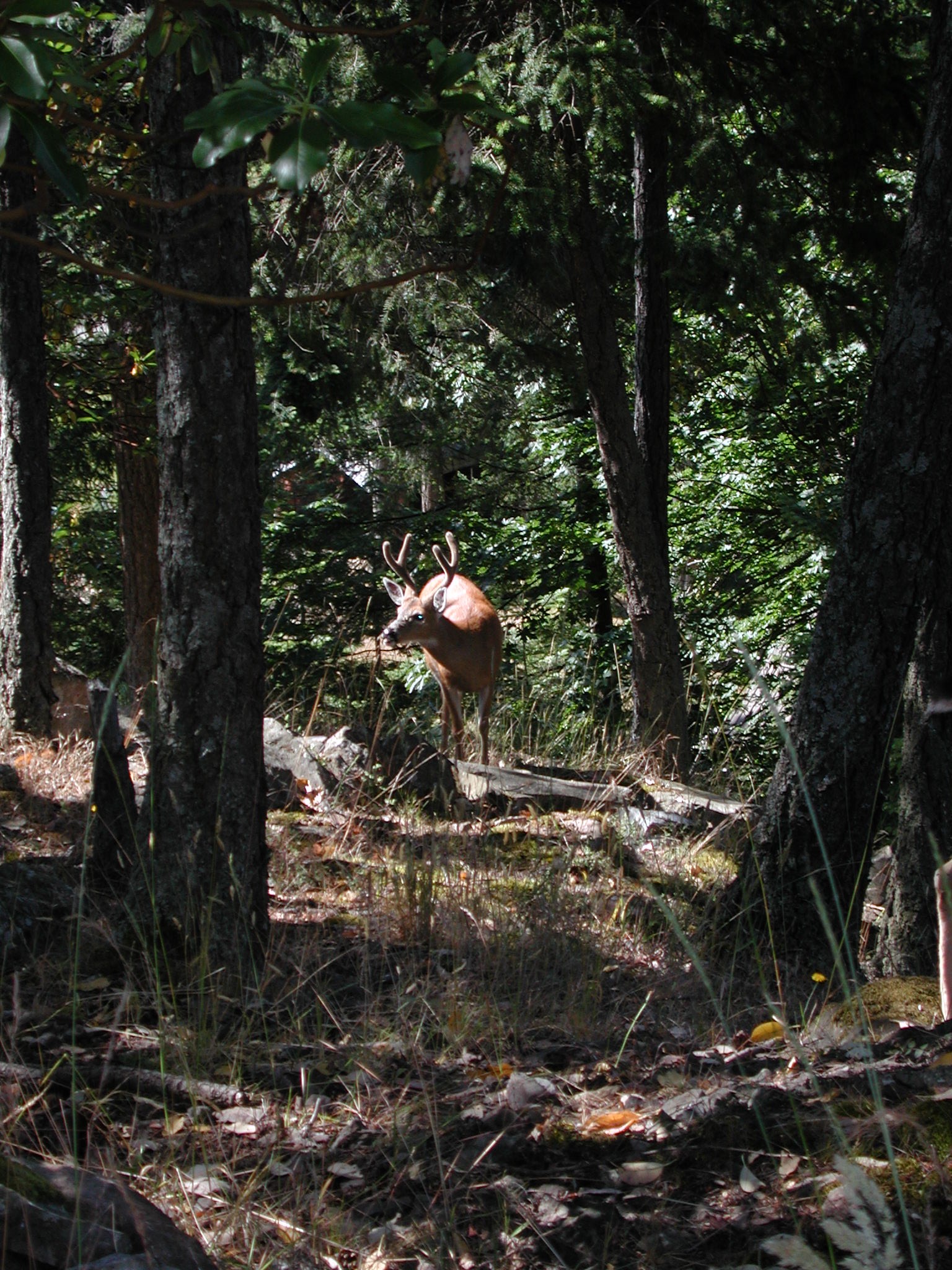 DSCN1912.JPG, 860247 bytes, 7/28/01