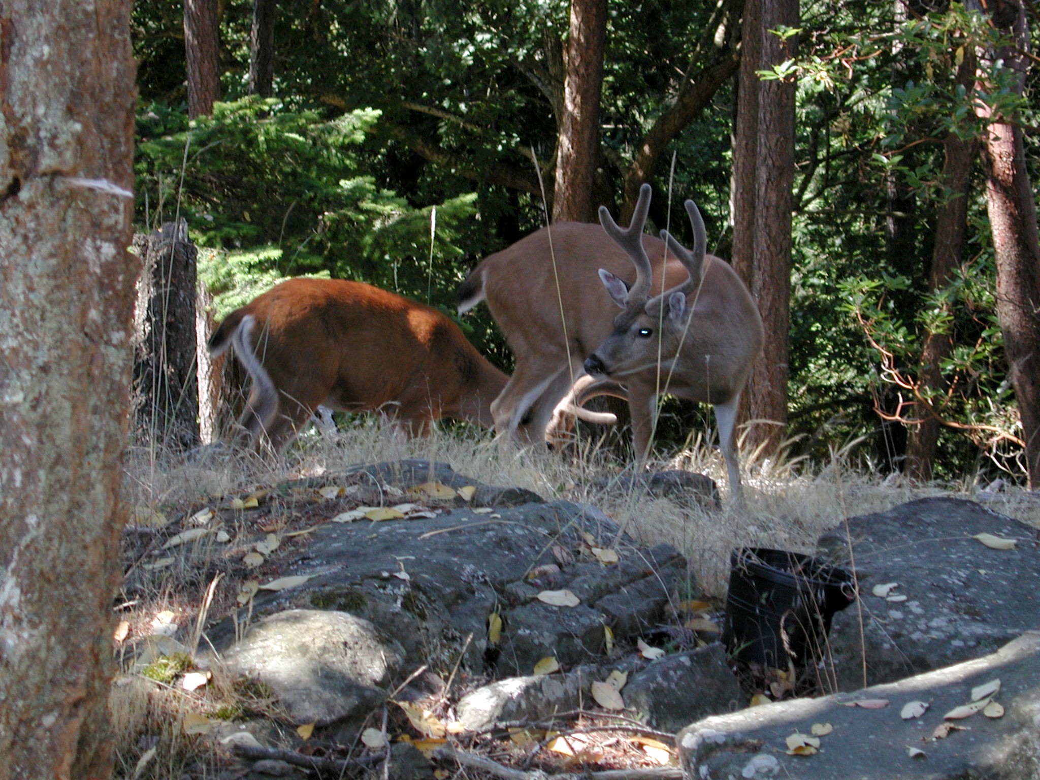 DSCN1914.JPG, 821906 bytes, 7/28/01