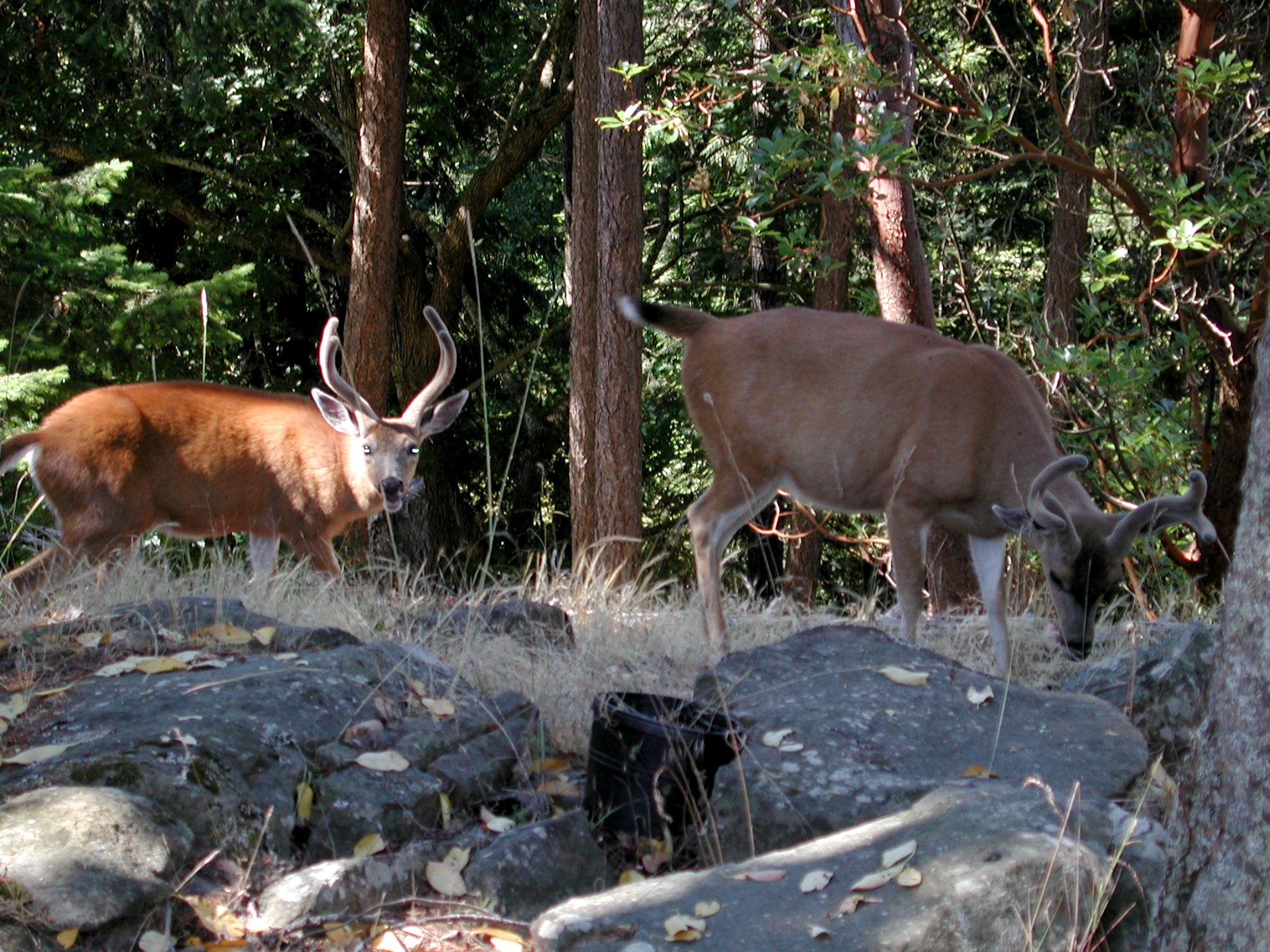 DSCN1915.JPG, 863862 bytes, 7/28/01