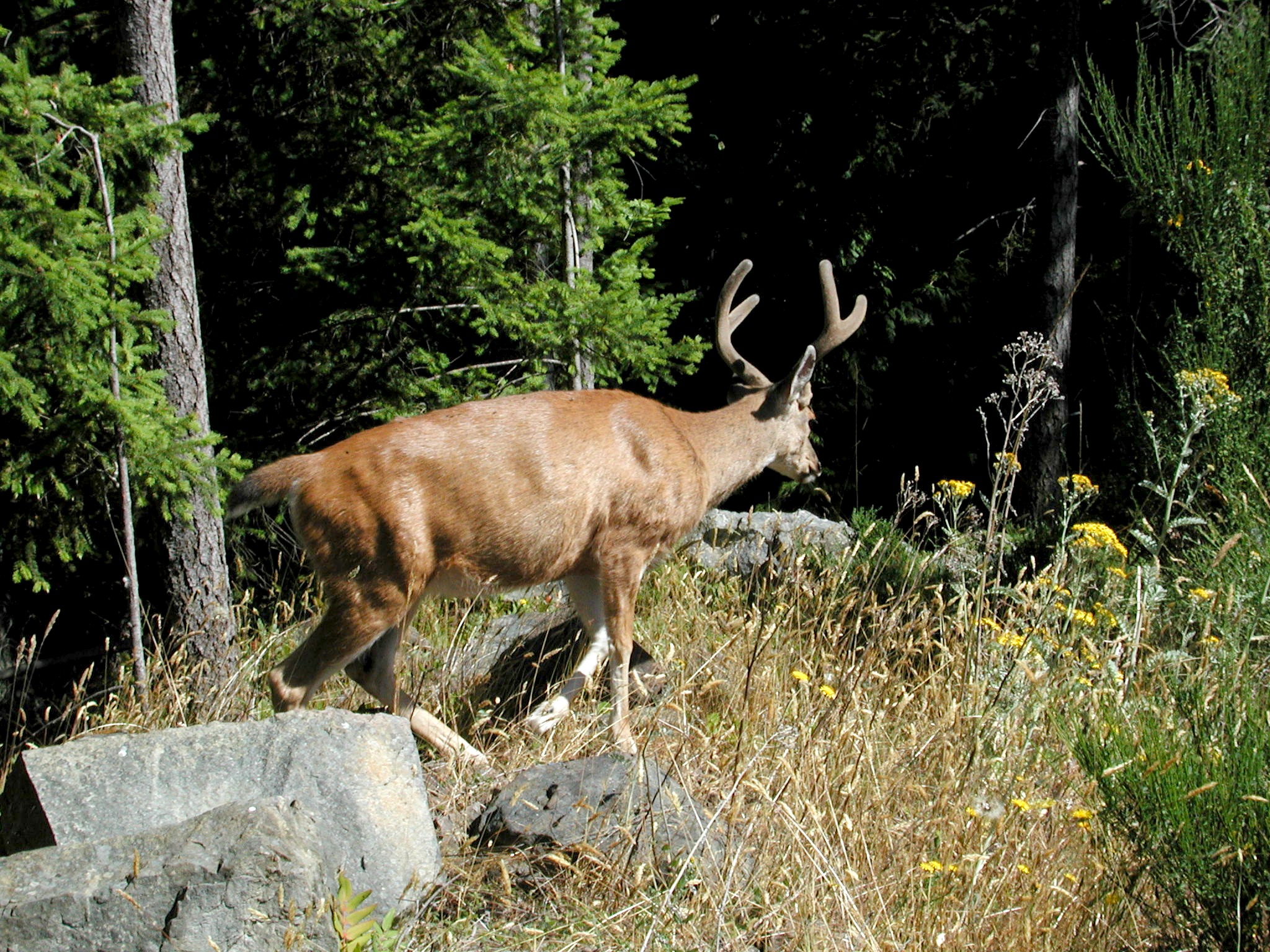 DSCN1918.JPG, 948445 bytes, 7/28/01