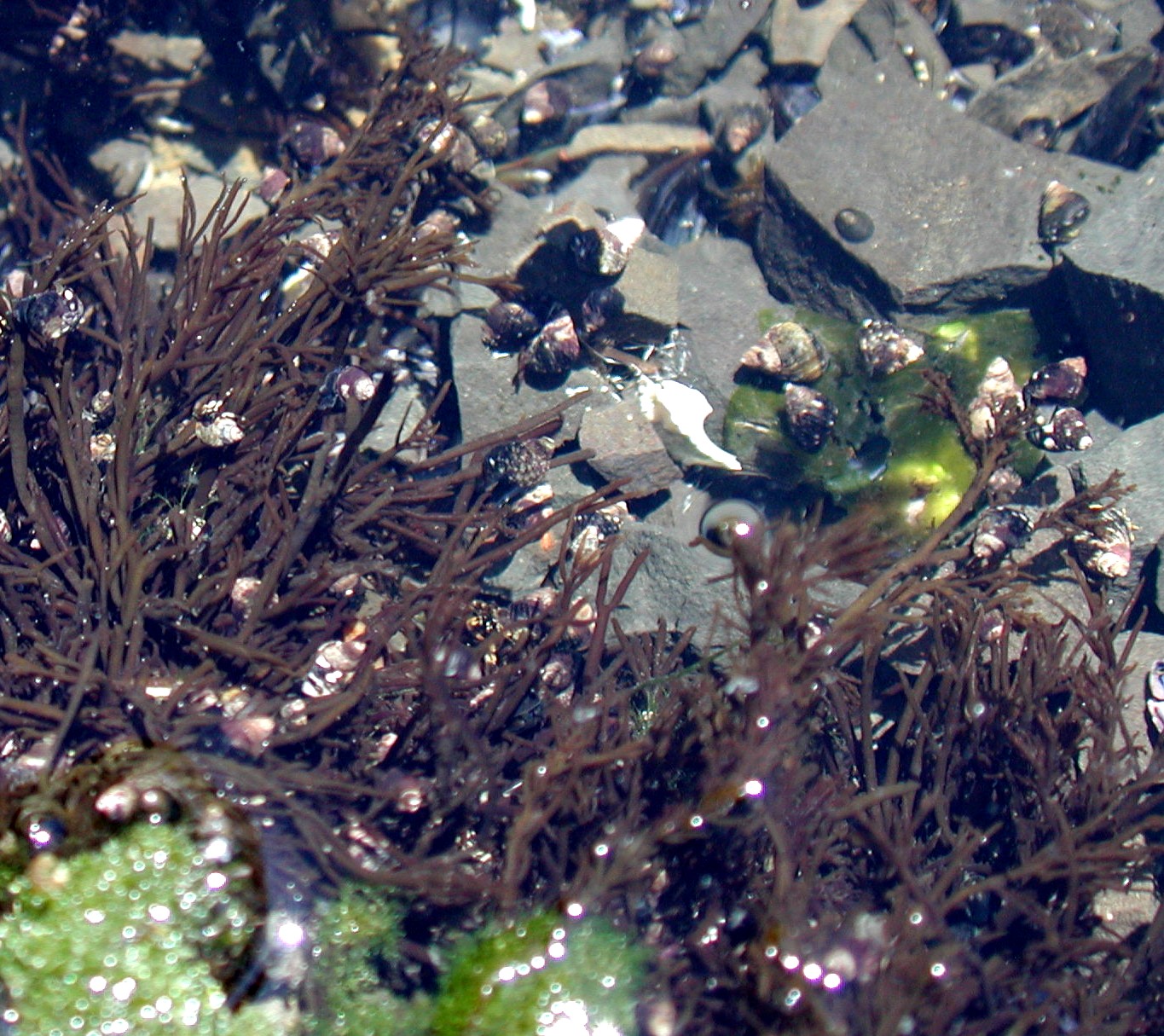 DSCN1928.JPG, 483701 bytes, 7/28/01