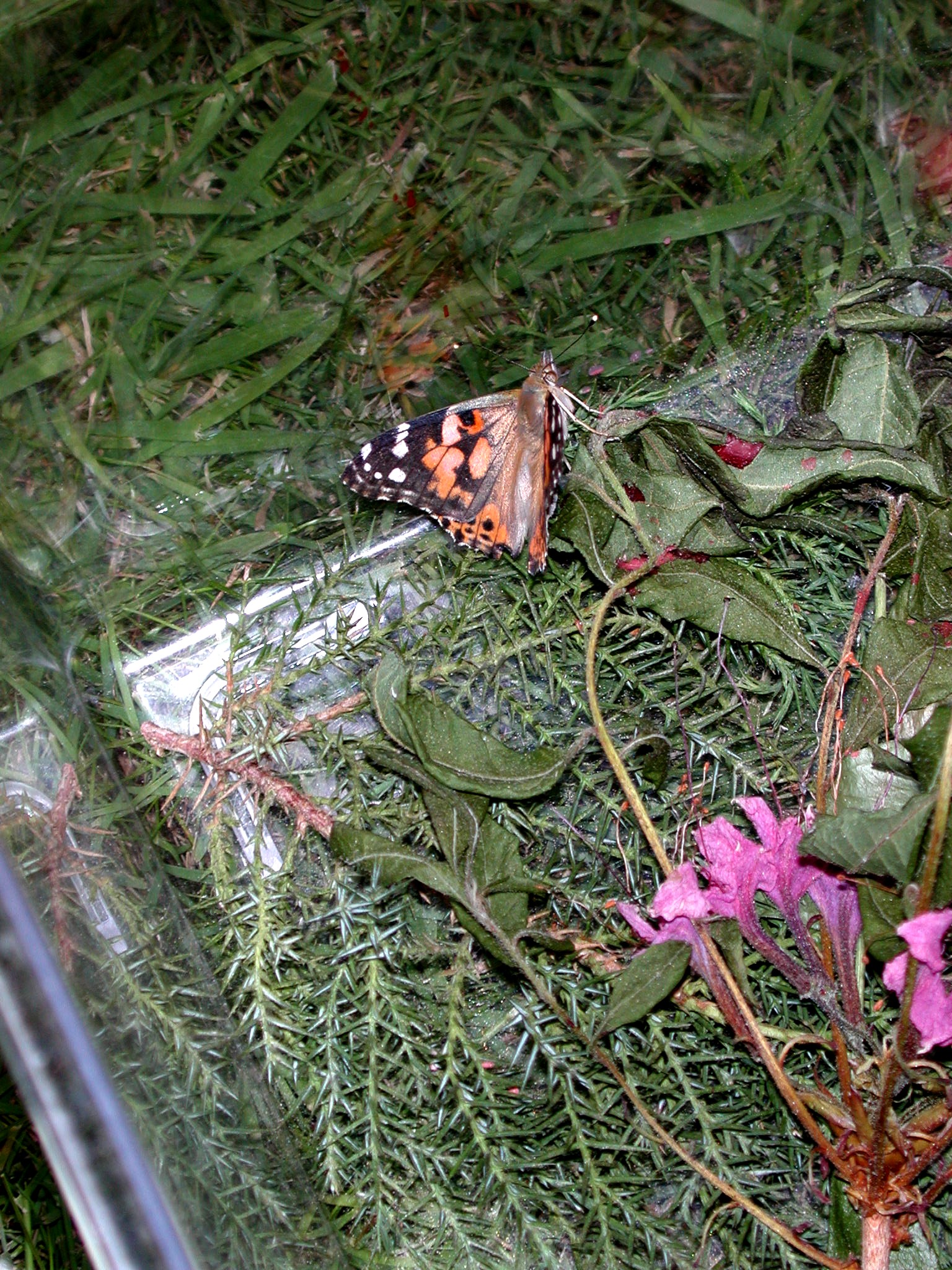 DSCN1819.JPG, 969467 bytes, 8/05/01