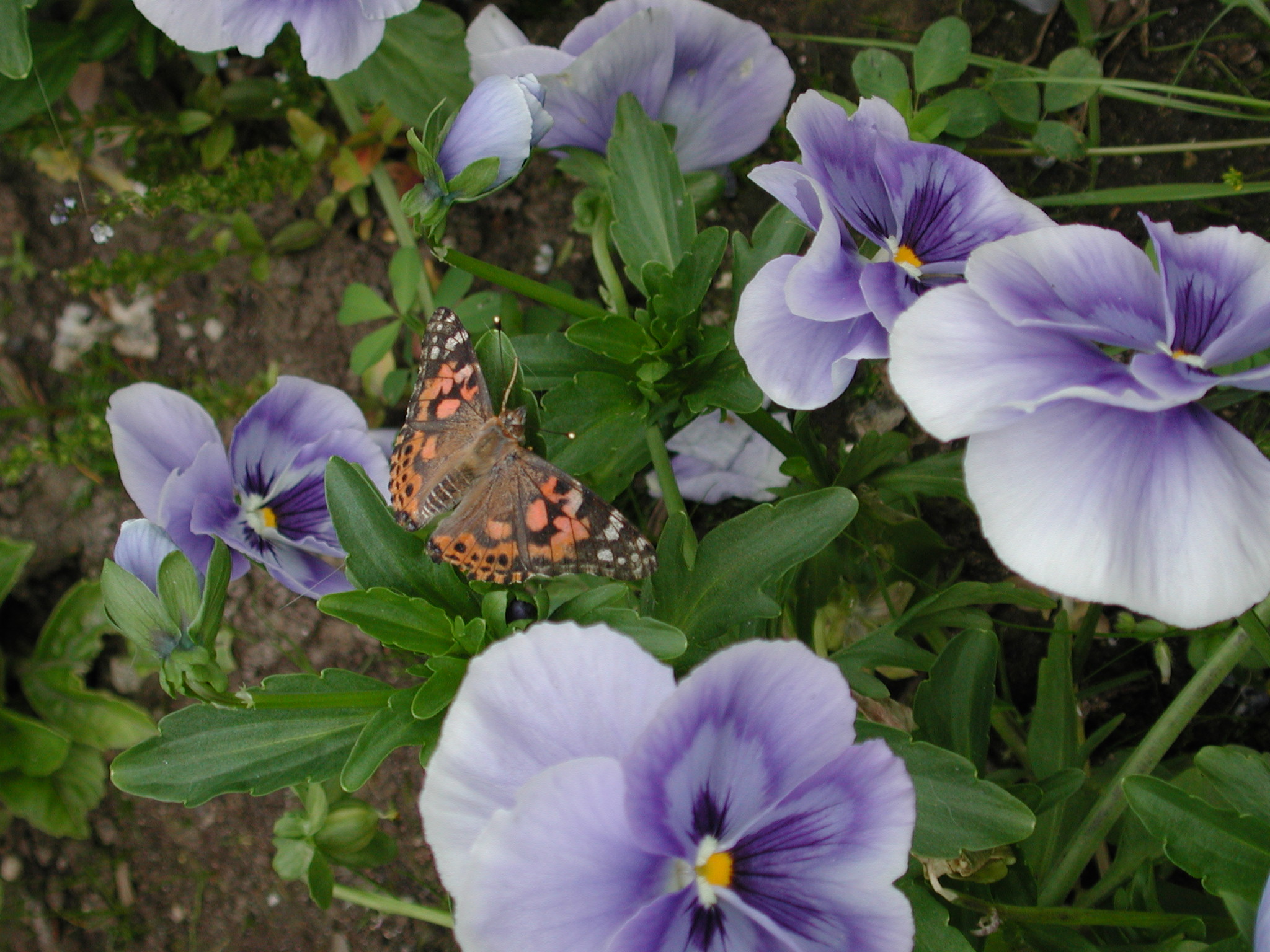 DSCN1824.JPG, 713839 bytes, 6/07/01