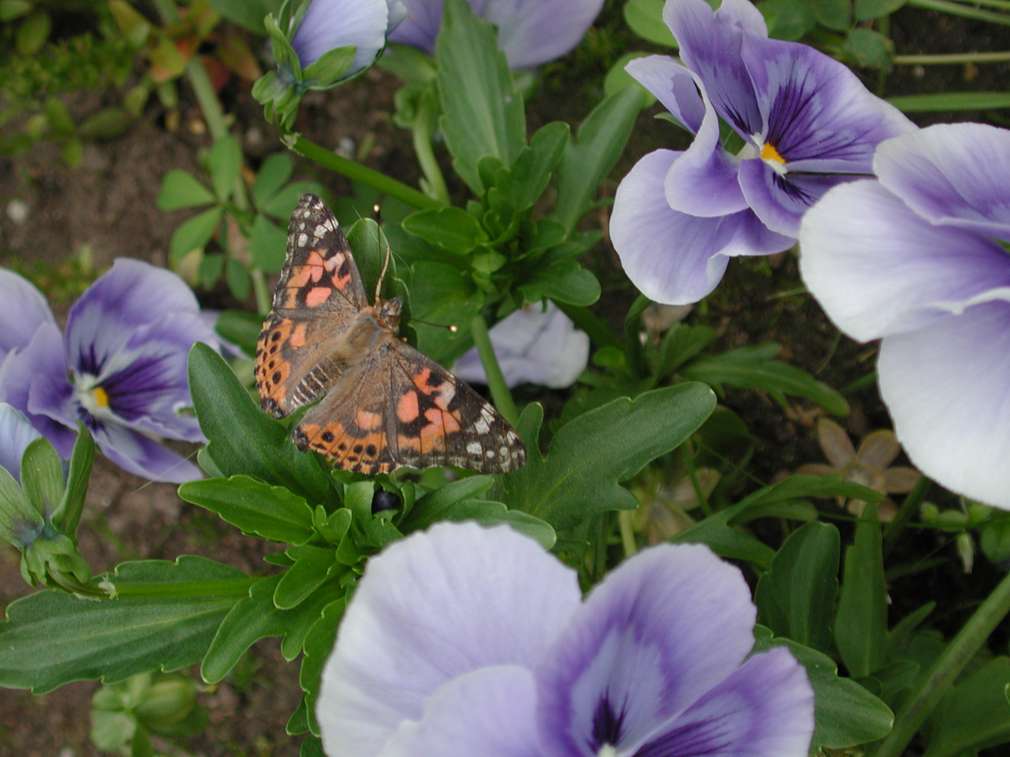 DSCN1826.JPG, 729991 bytes, 6/07/01