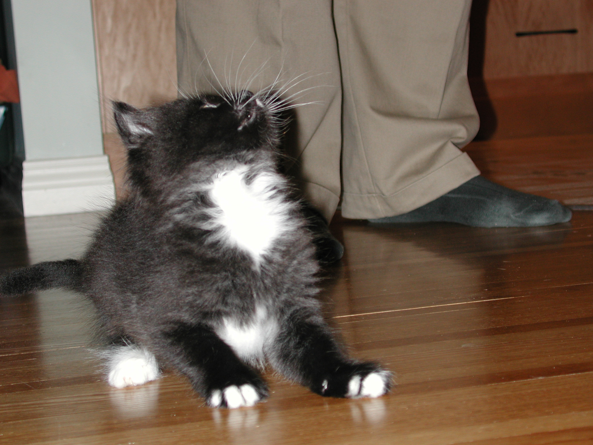 DSCN2335.JPG, 724111 bytes, 10/02/01