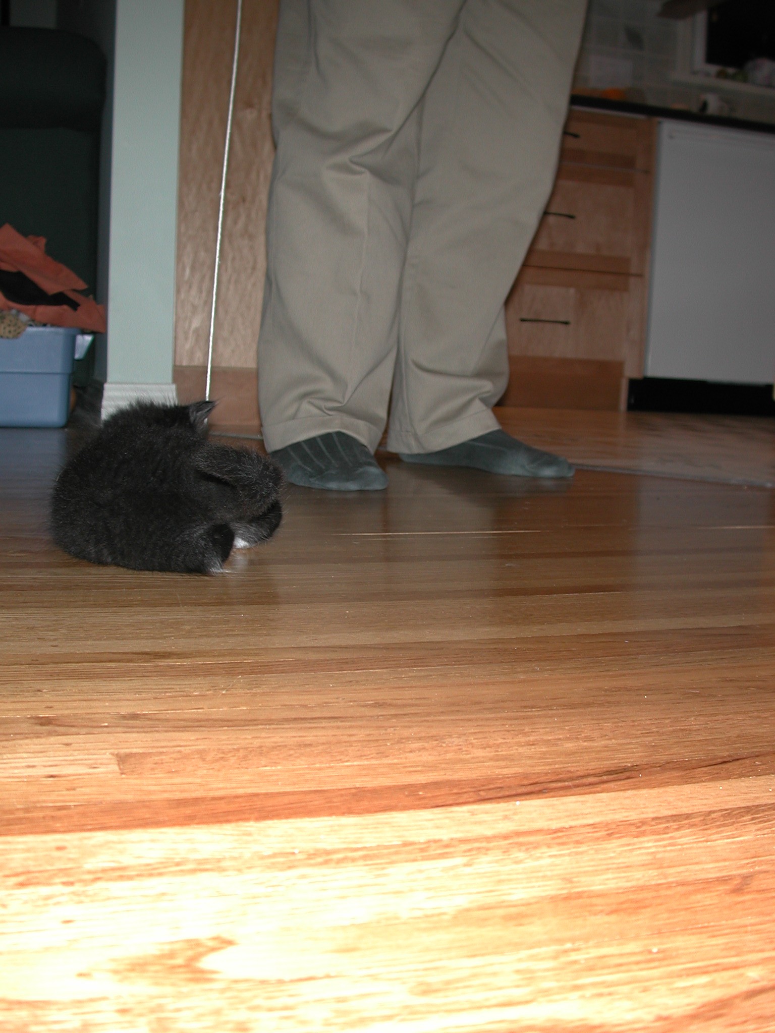 DSCN2338.JPG, 500746 bytes, 10/12/01