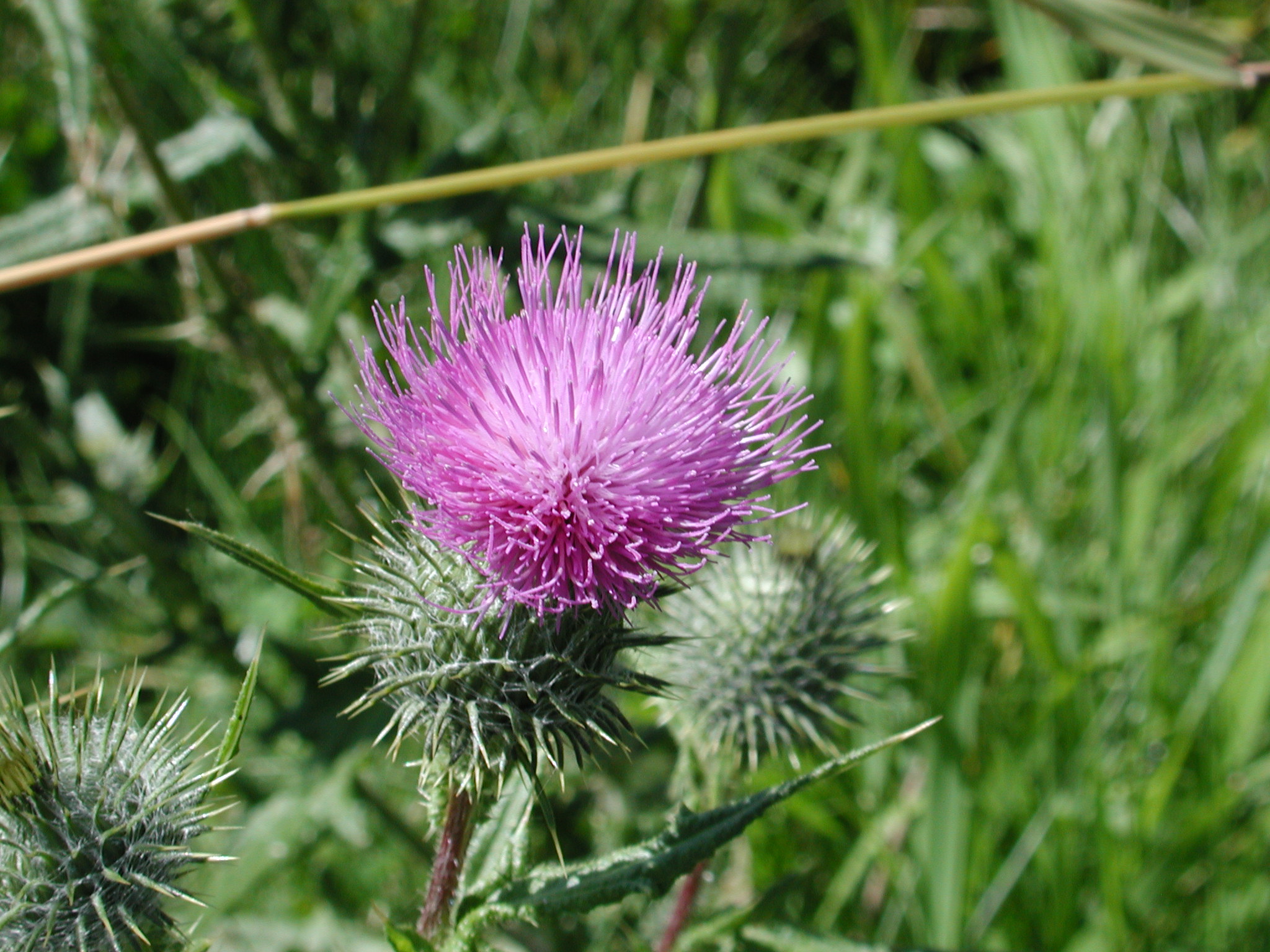 DSCN2219.JPG, 696250 bytes, 9/08/01