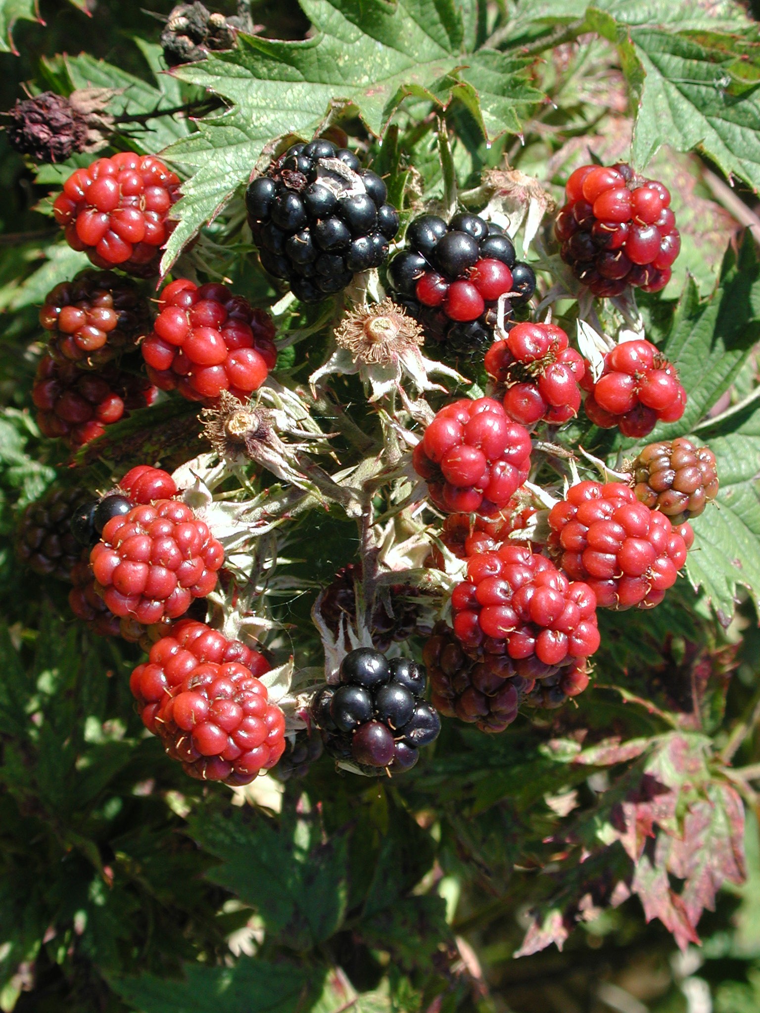 DSCN2223.JPG, 754300 bytes, 9/08/01